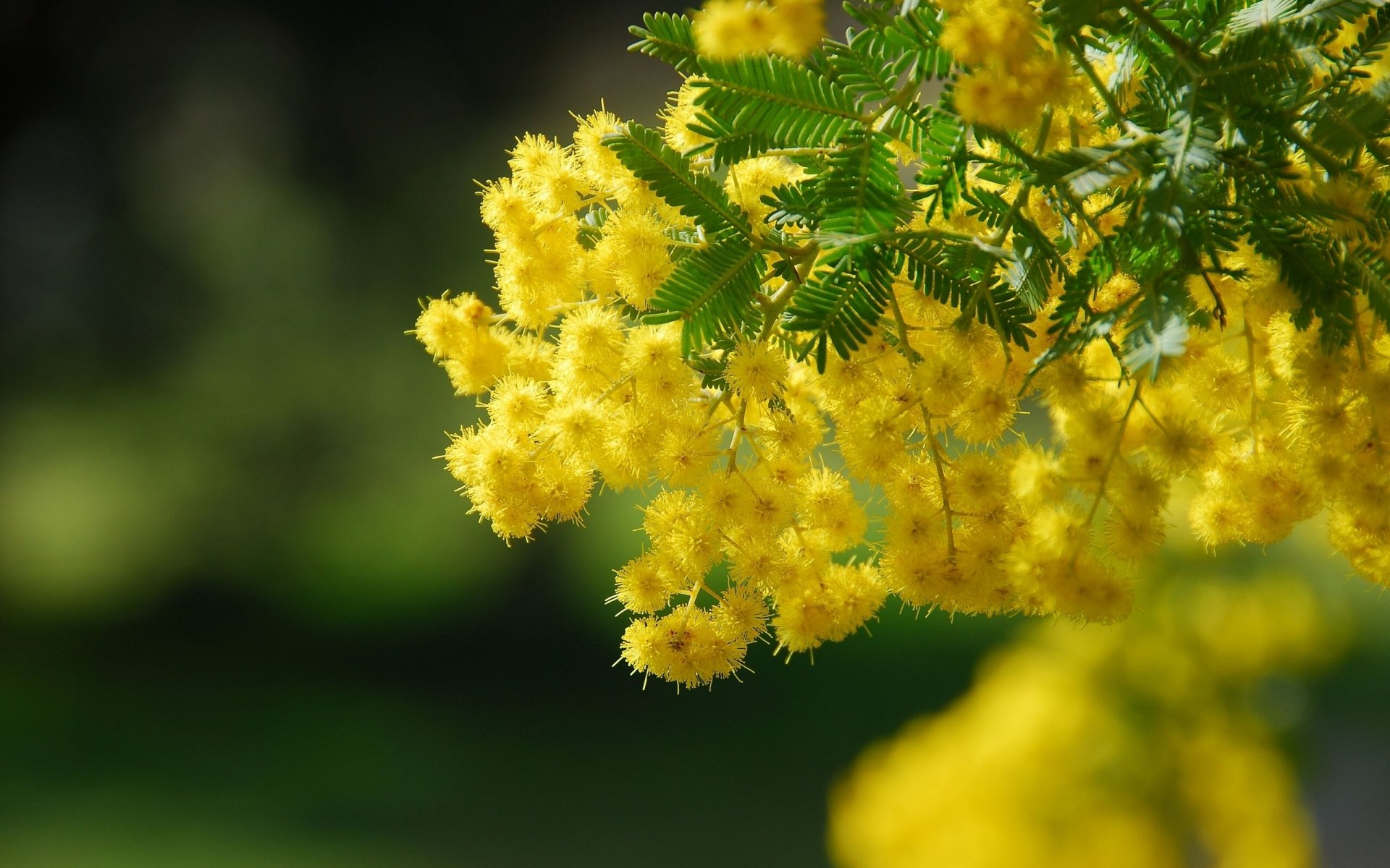 acacia ramo macro