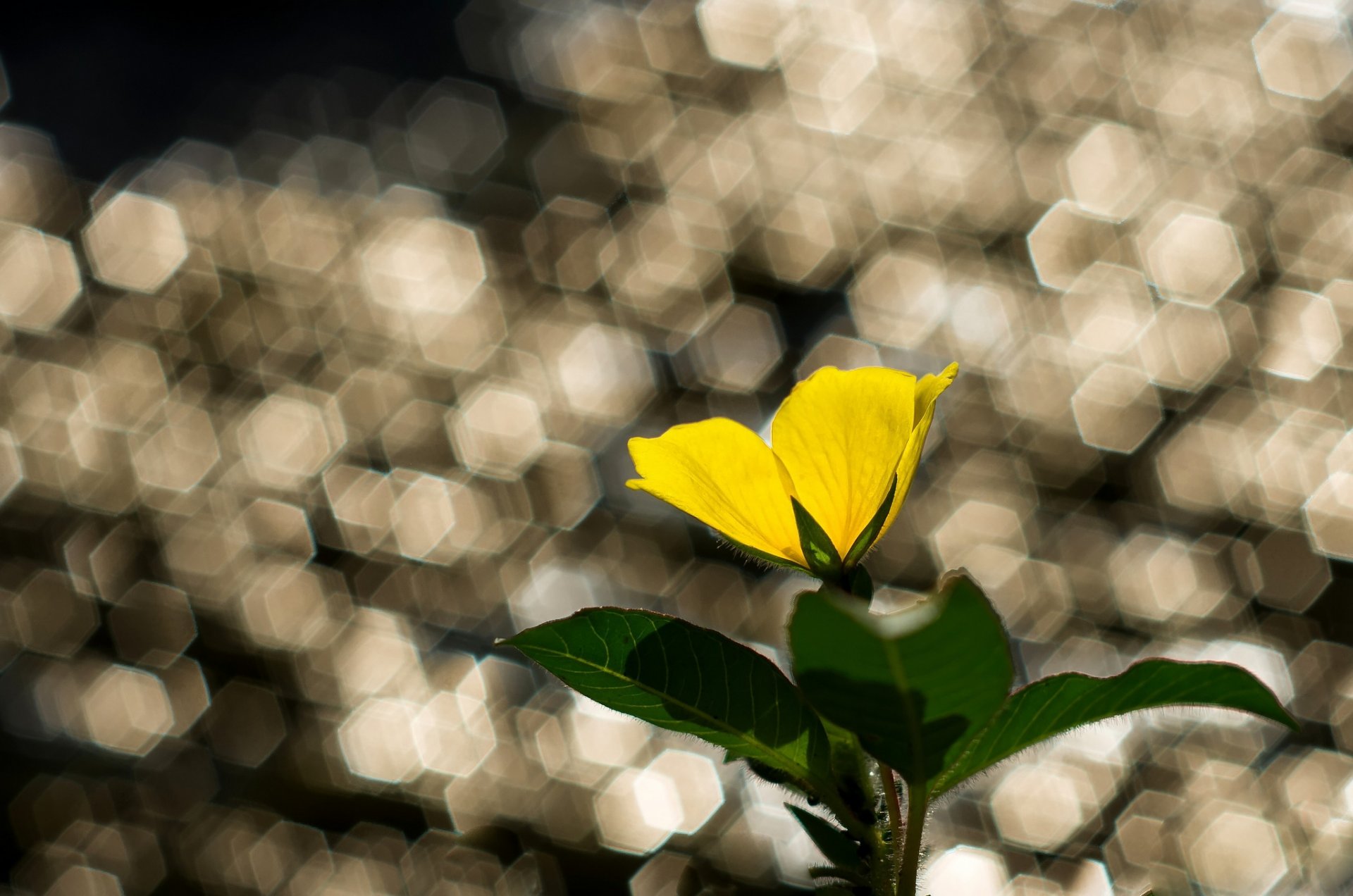 flower yellow leaves reflection