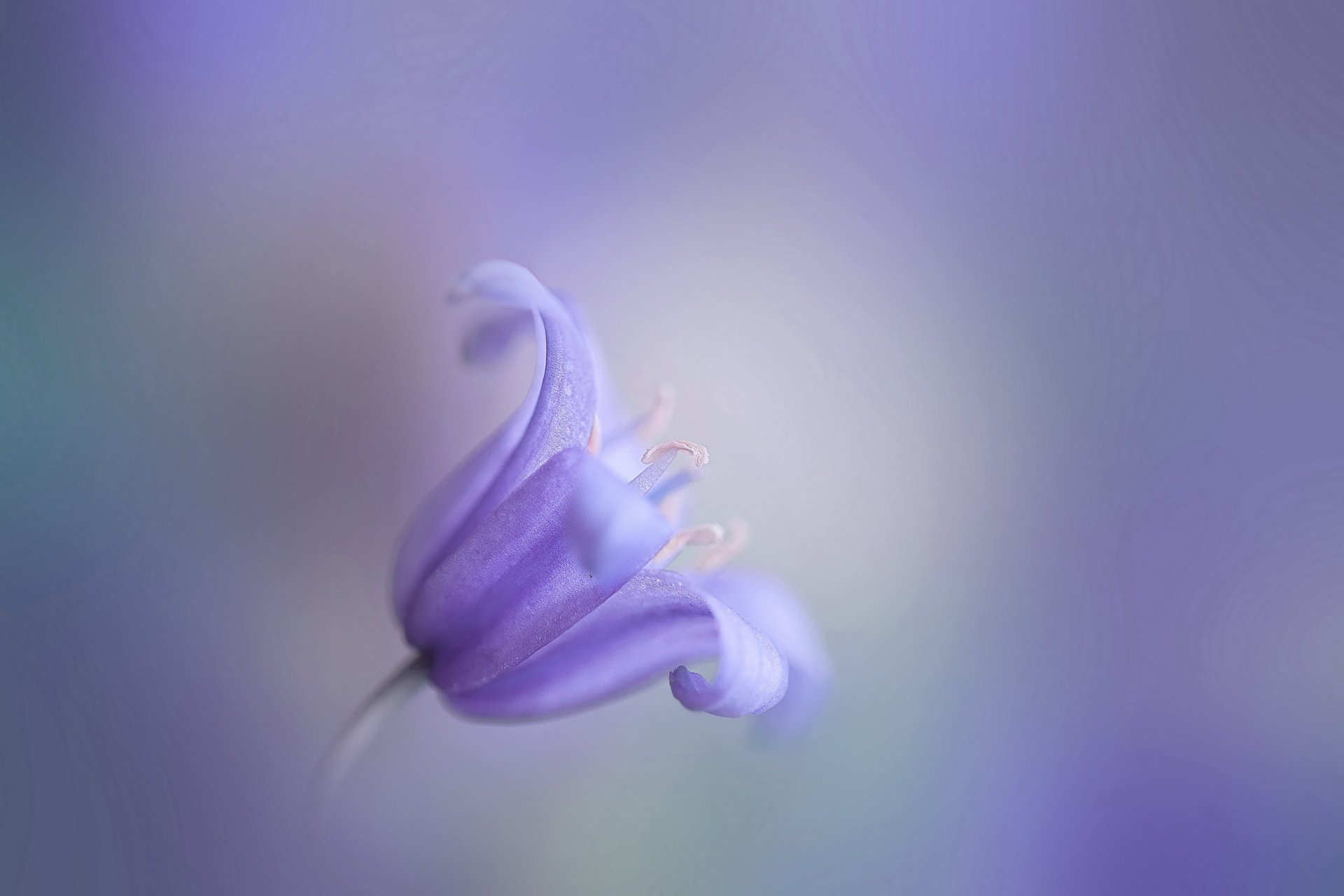 blume flieder glocke bokeh