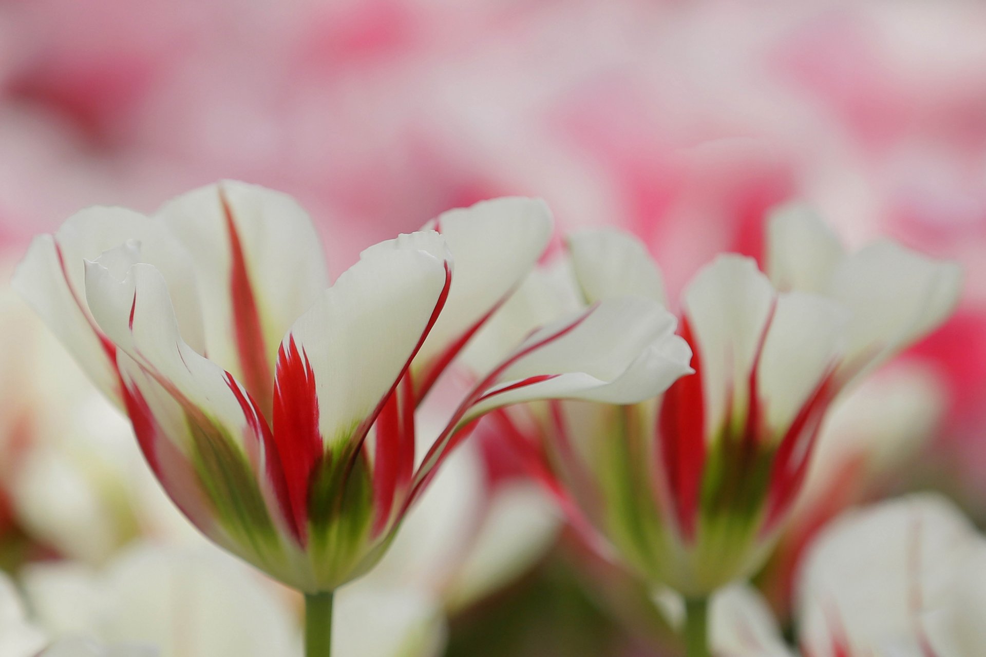 petali rosso bianco sfondo sfocatura