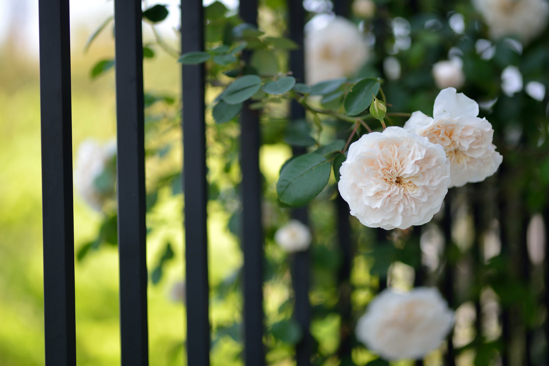 flower flowers roses light fence grille