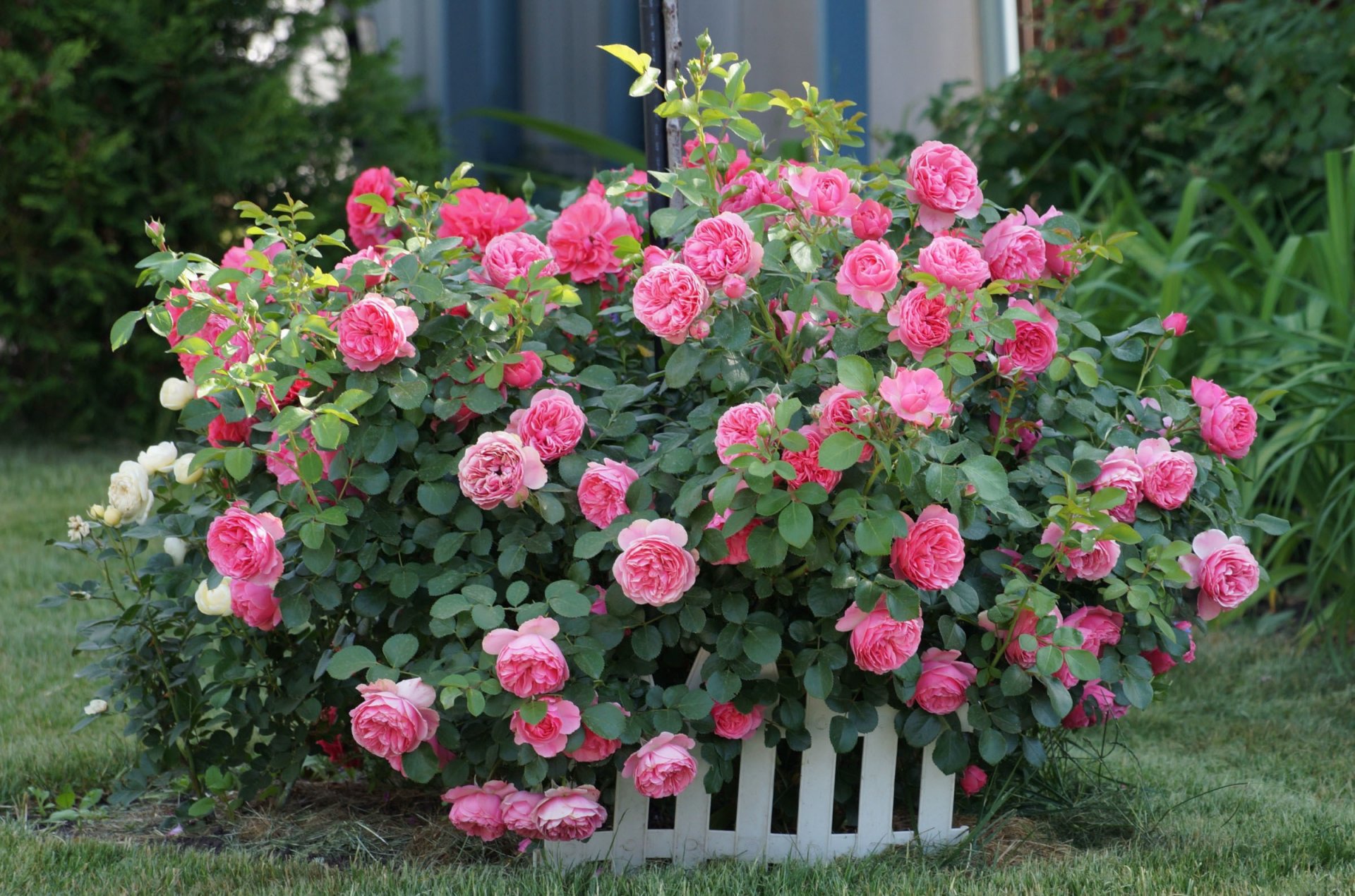 blumen rosen busch knospen rosa zaun gras vegetation