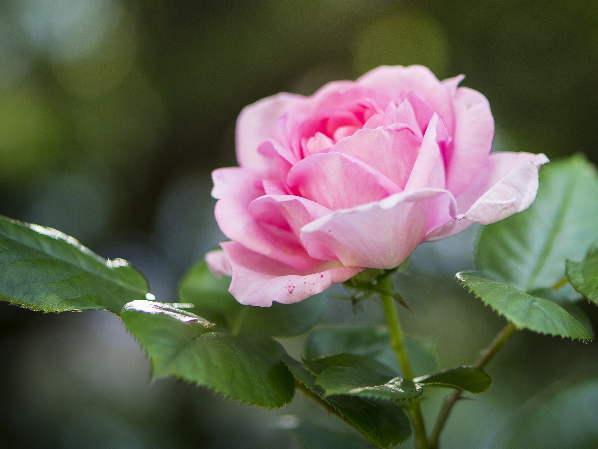 rosa hojas macro