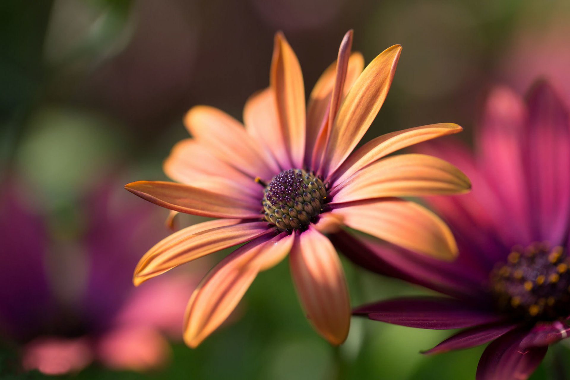 flower gerbera burgundy orange background