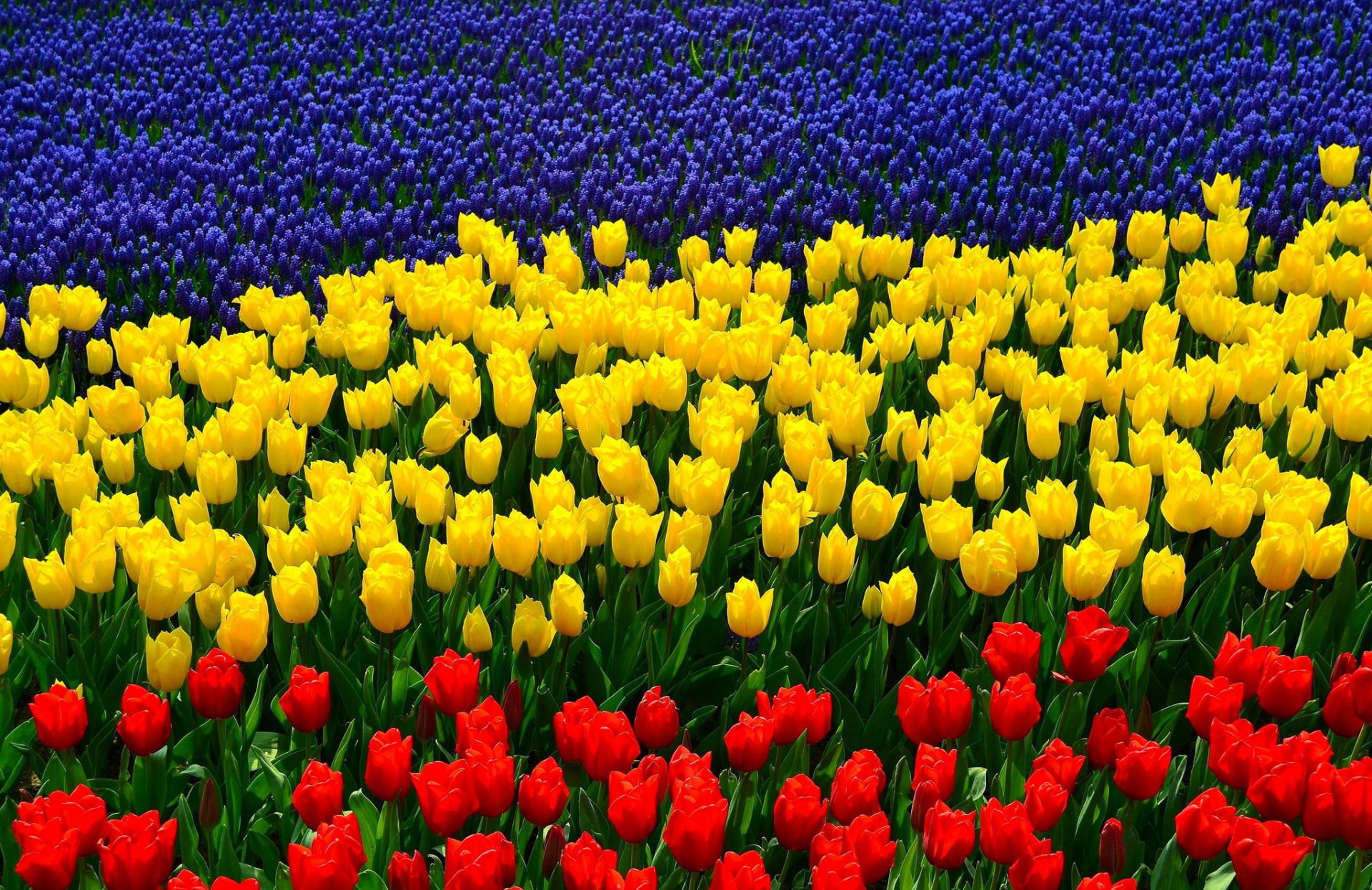 lupini tulipani tricolore bandiera della regione di rostov