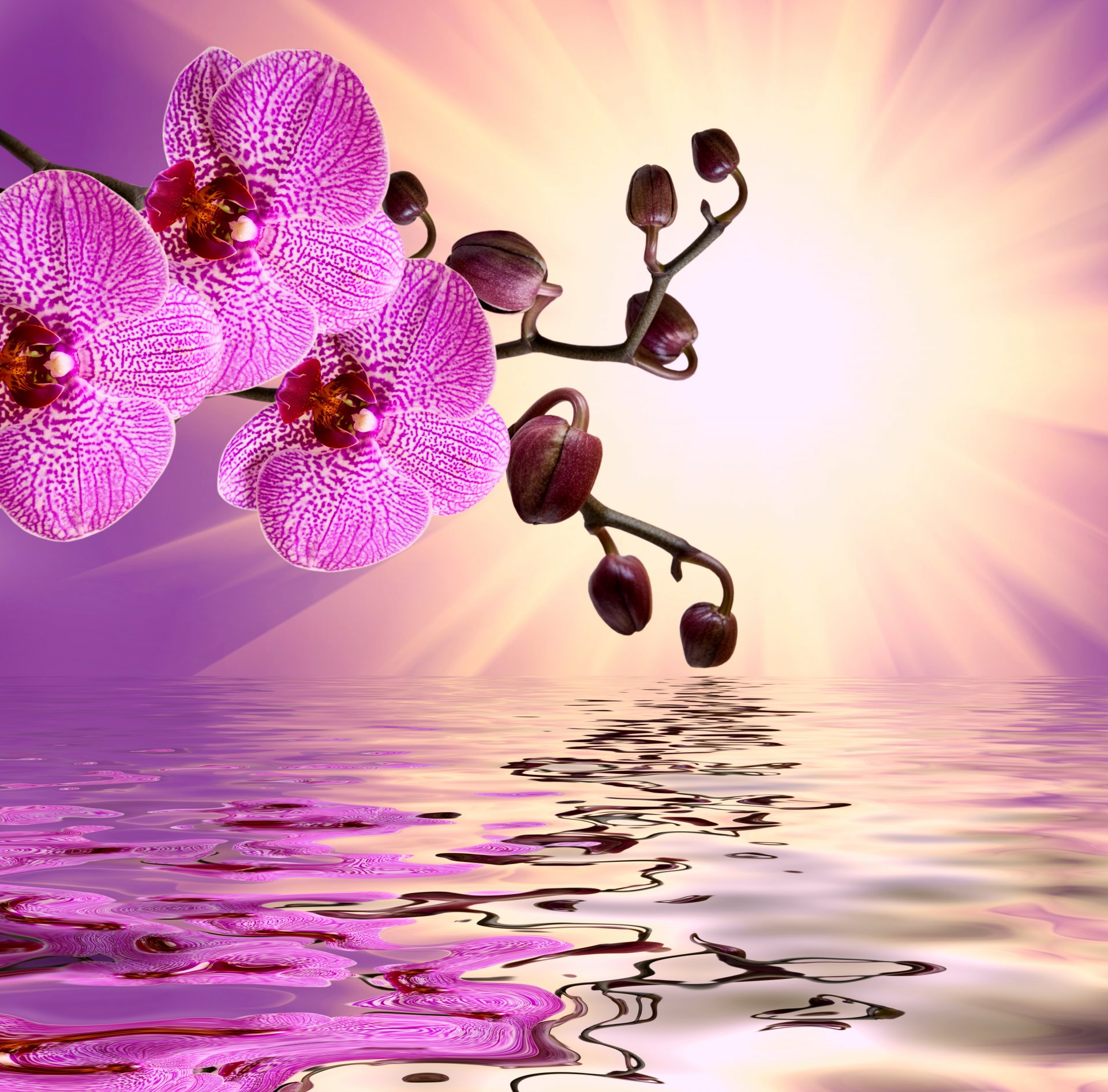 orchid pink water reflection flowers sun