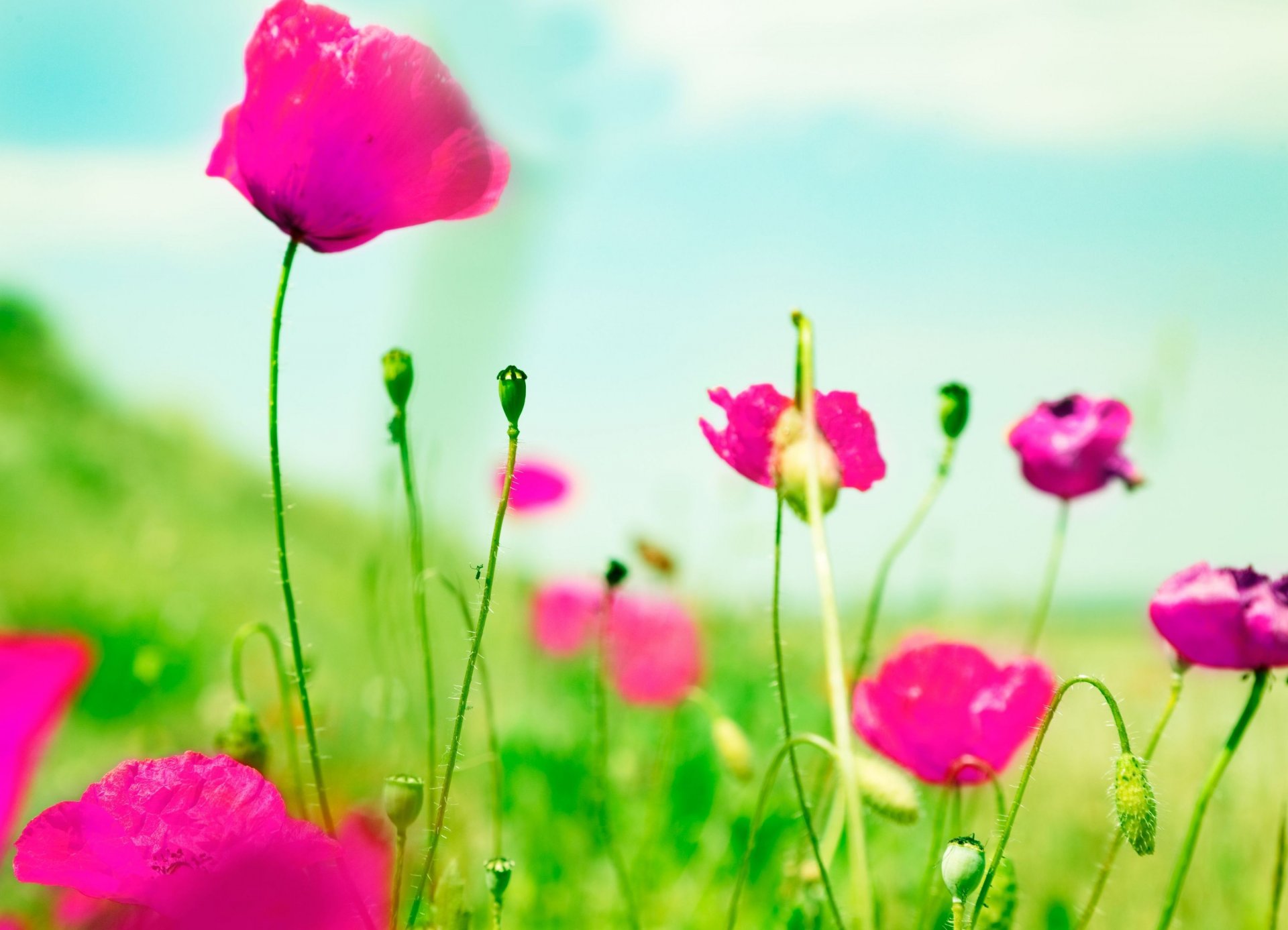 flower flowers pink green blur background wallpaper widescreen full screen hd wallpaper