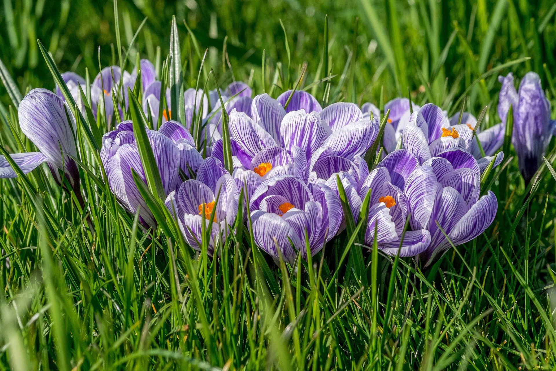 primavera crochi fiori lilla erba