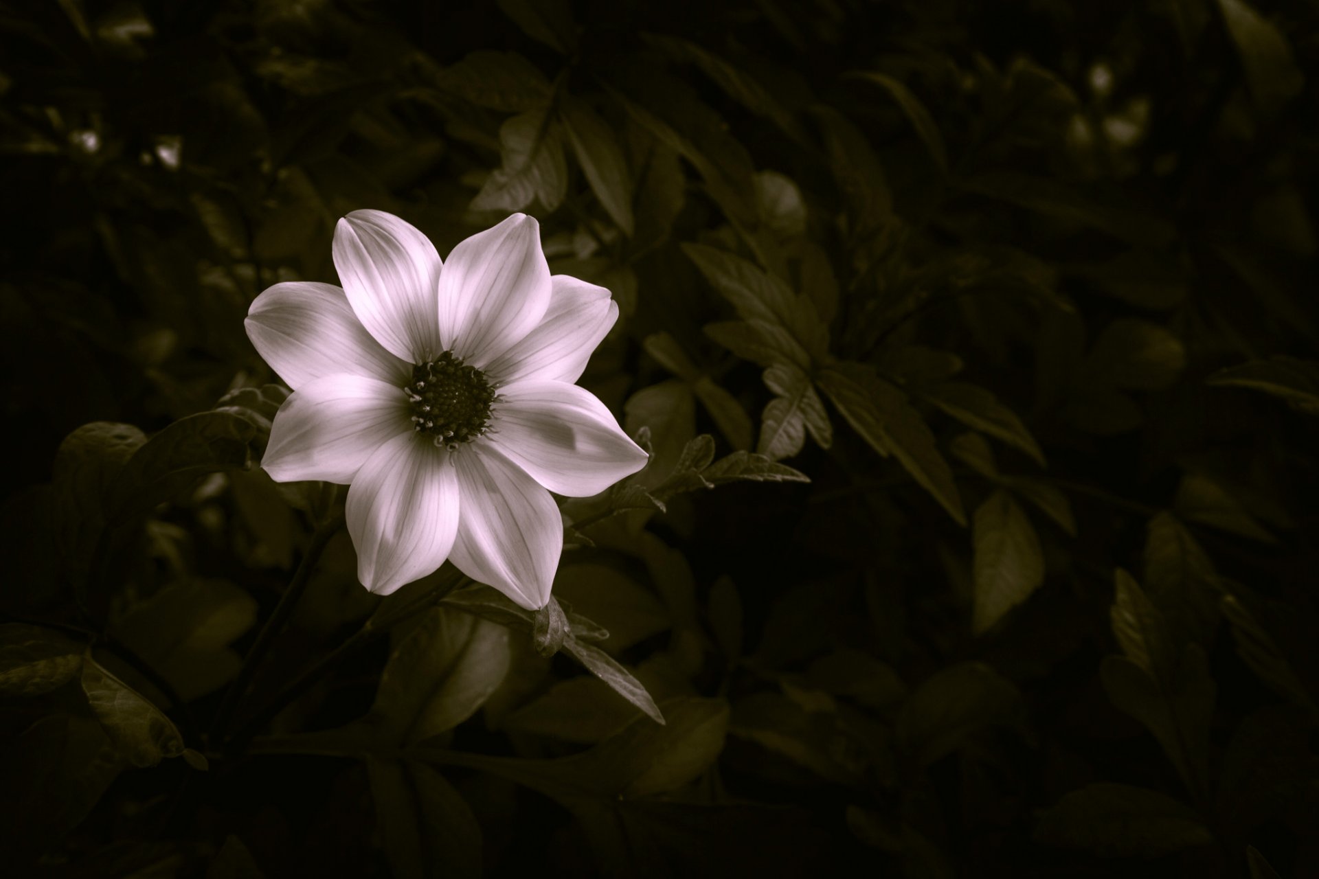 flower petals leave