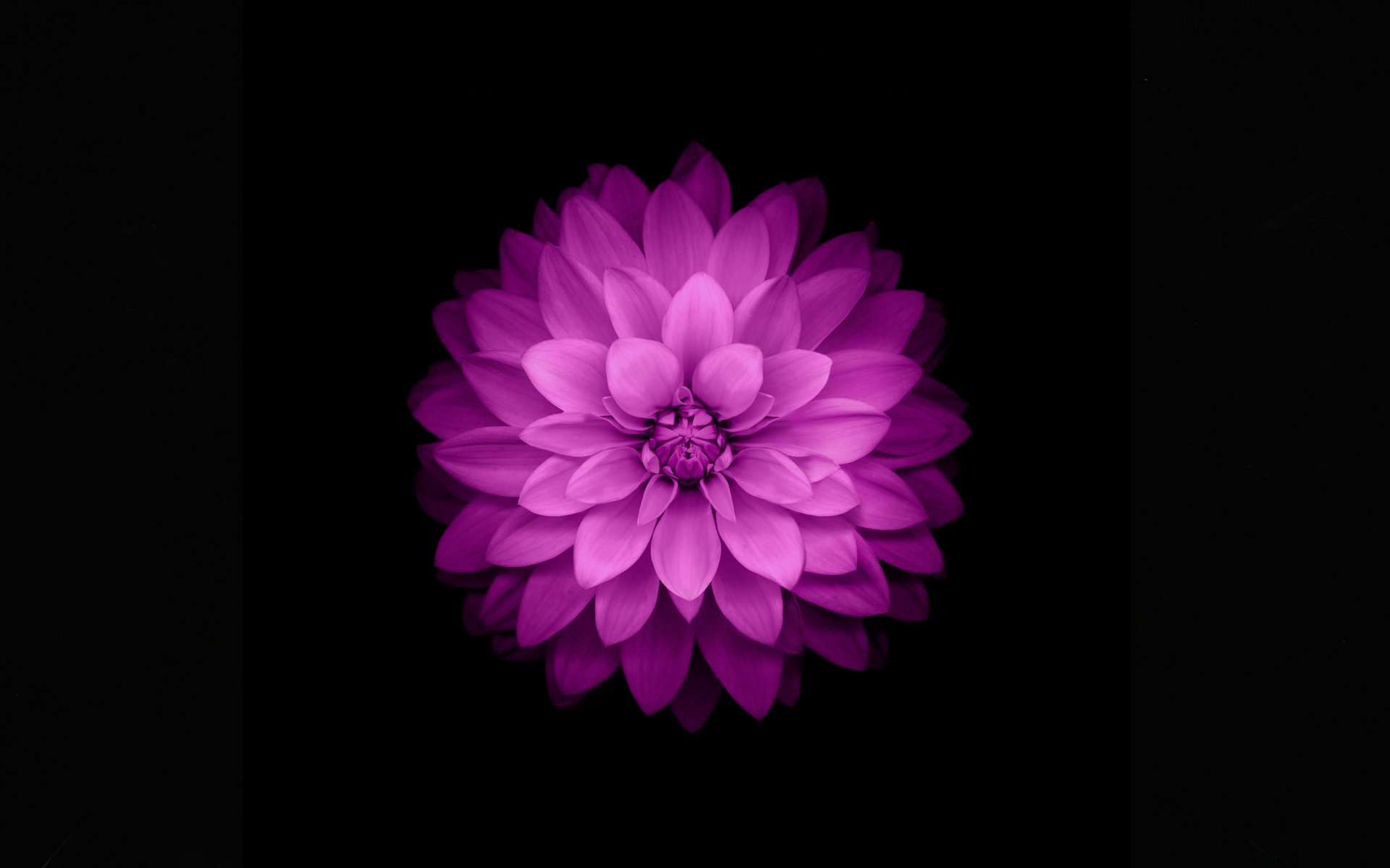 manzana ios 8 flor feolet fondo negro pétalos