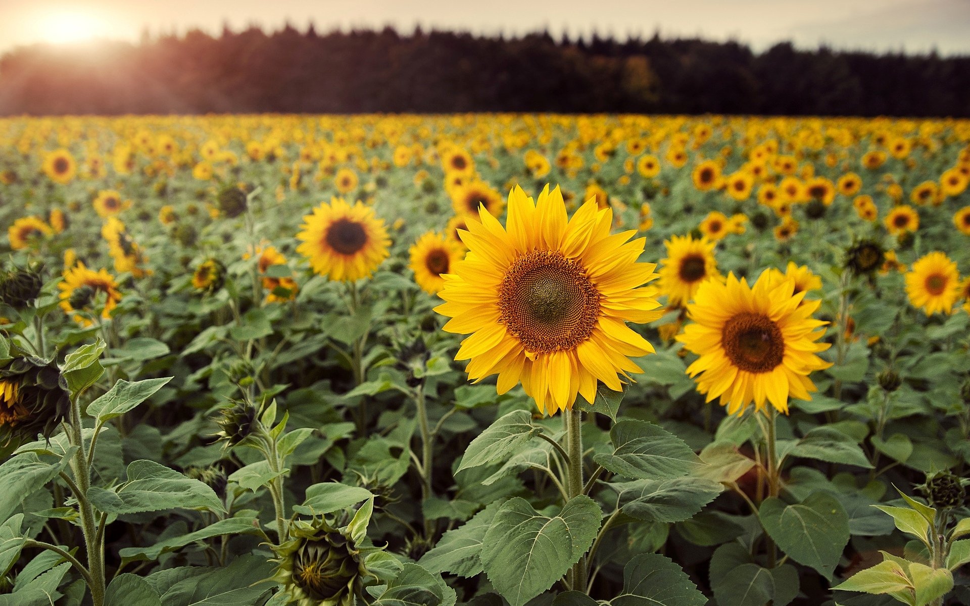 flower flowers sunflower the field leaves background wallpaper widescreen full screen hd wallpaper