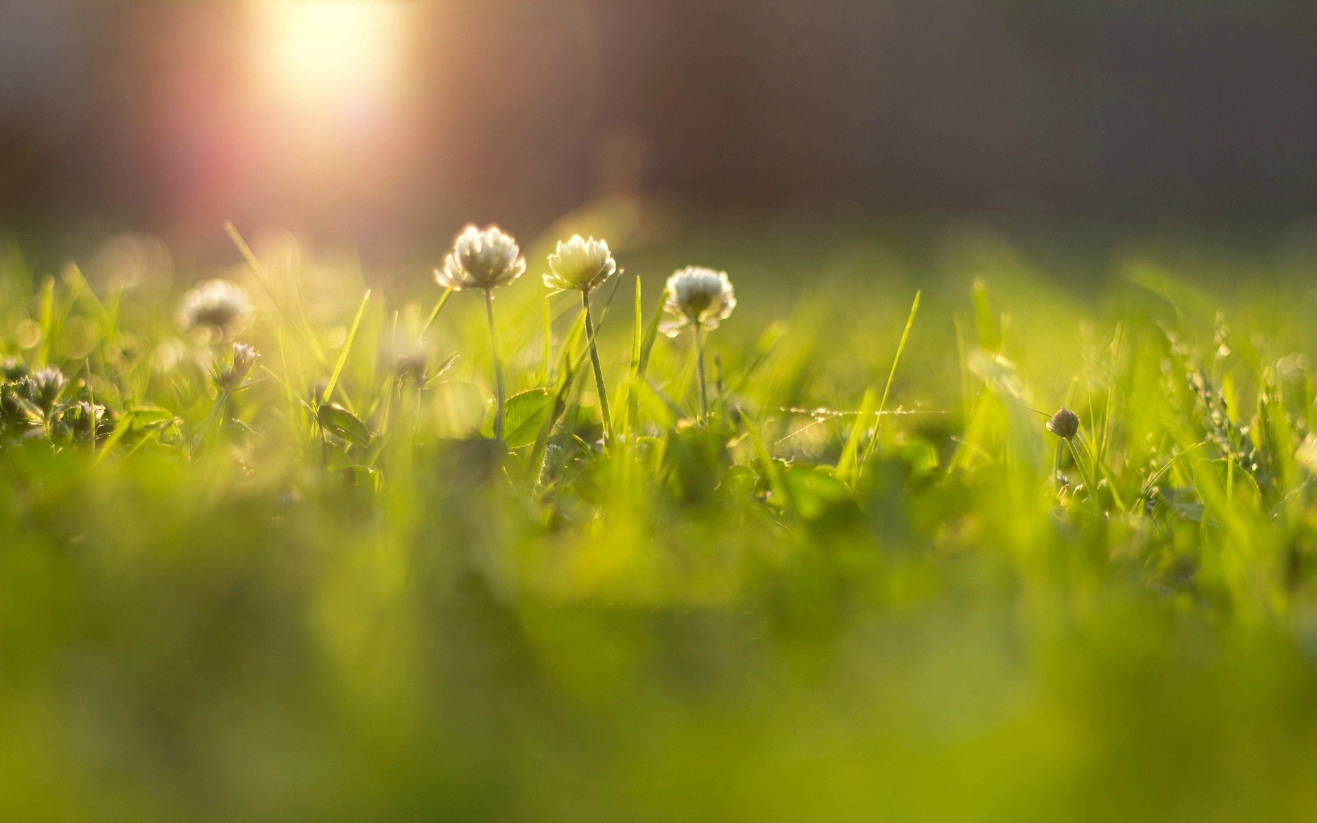 fleurs fleurs fleur herbe verdure prairie soleil bokeh flou fleur rayons macro arrière-plan papier peint écran large plein écran écran large écran large