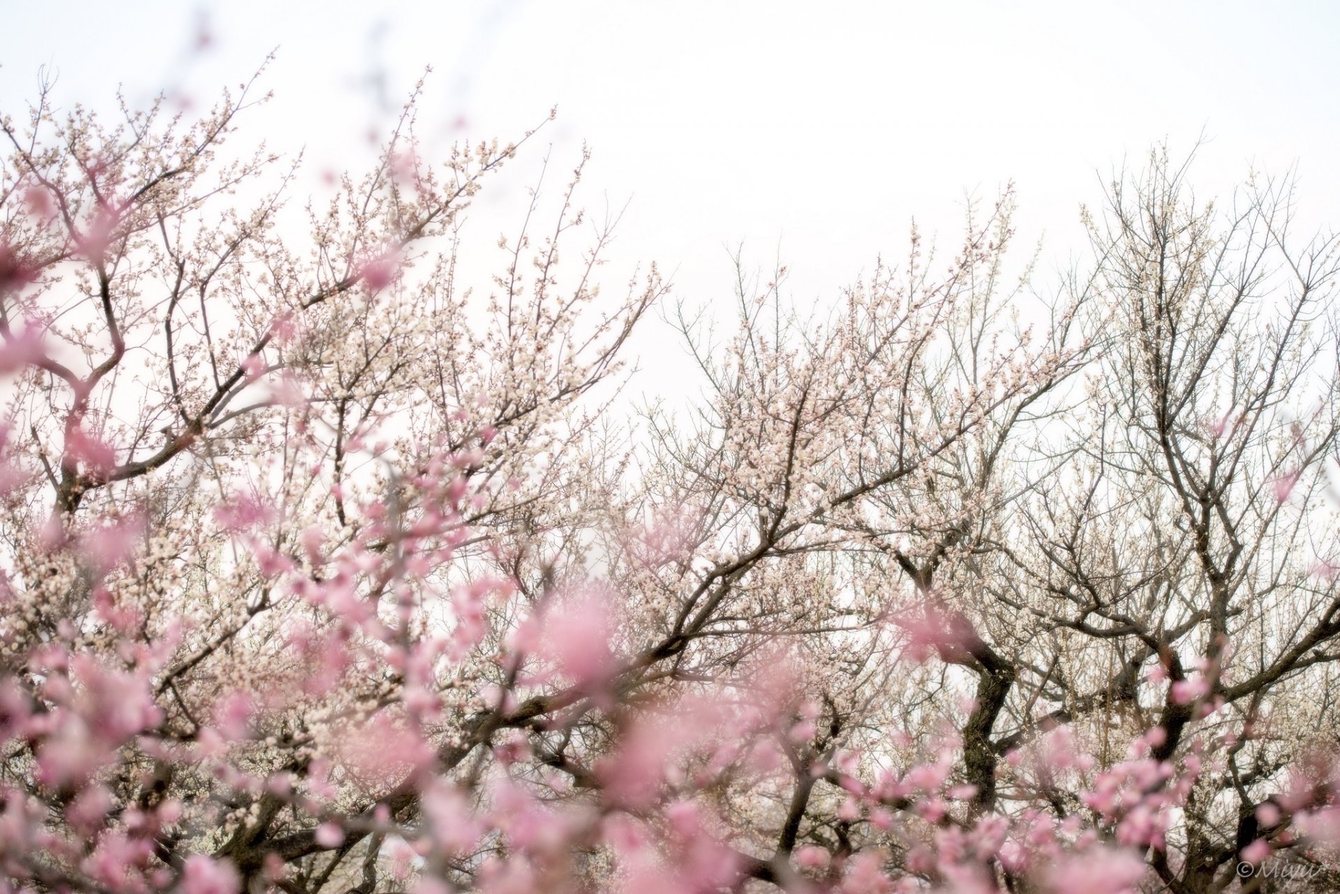 árboles ramas sakura flores rosa floración primavera