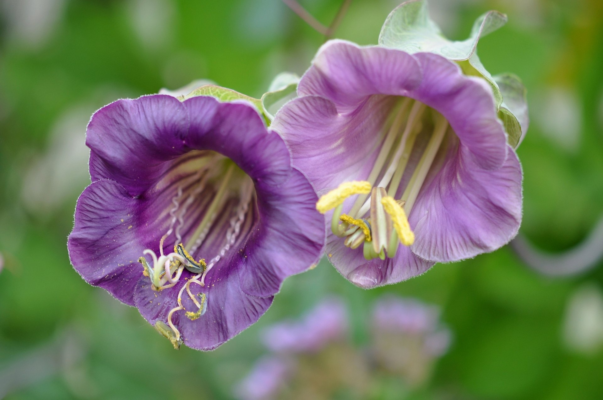 bells close up stamen