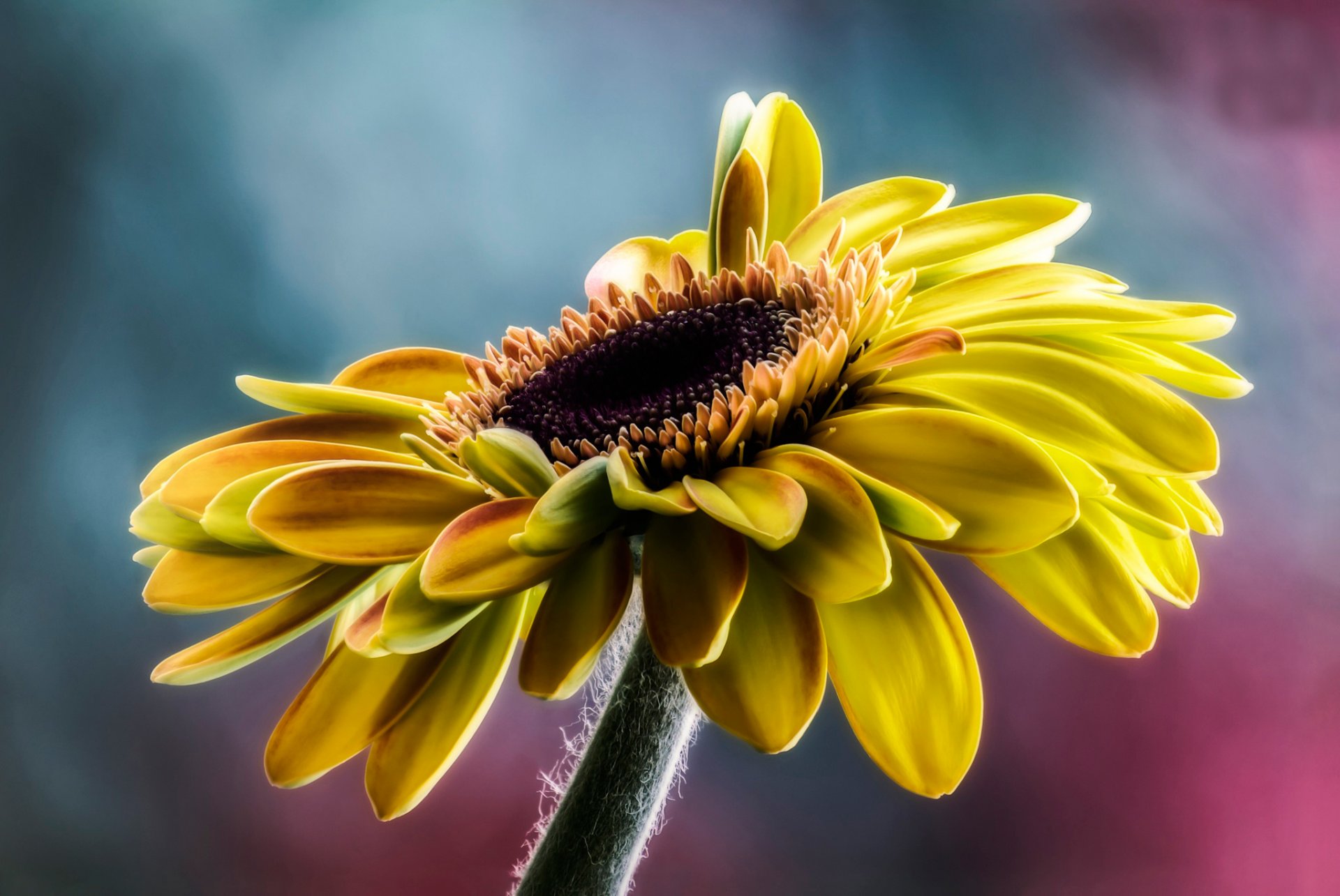 tournesol pétales gros plan