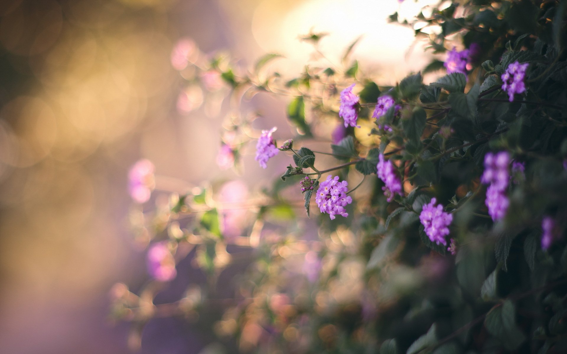 flower nature background