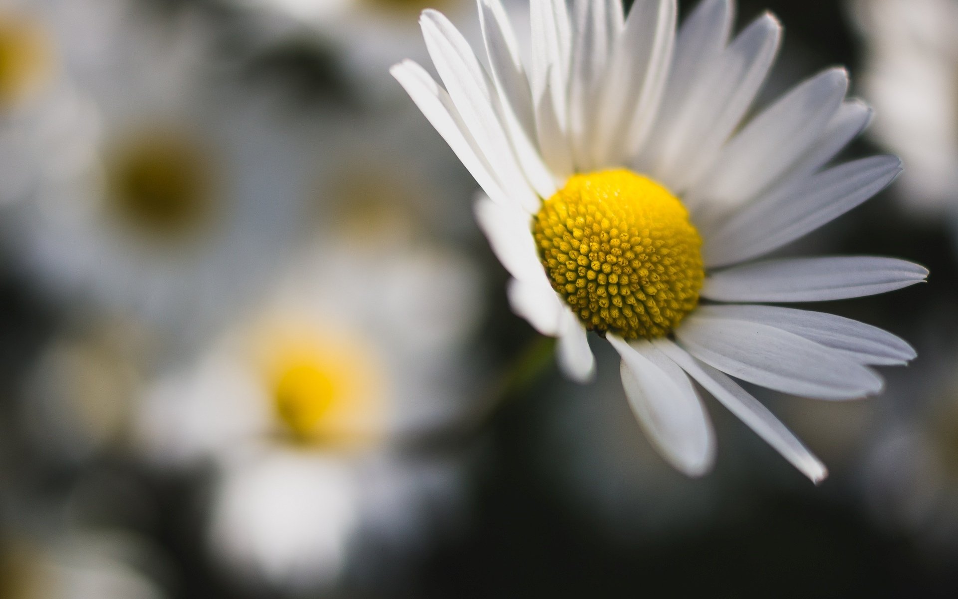 blumen kamille gänseblümchen blumen unschärfe hintergrund tapete widescreen vollbild widescreen