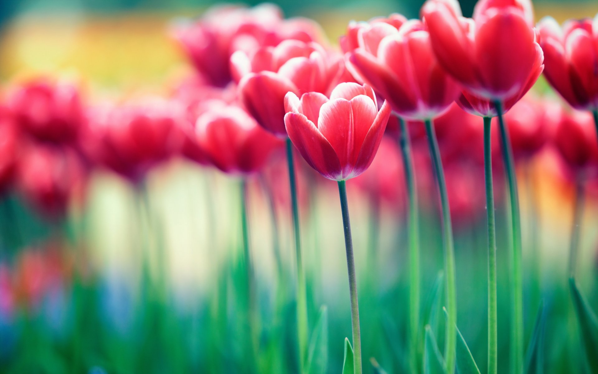 fleurs tulipes nature