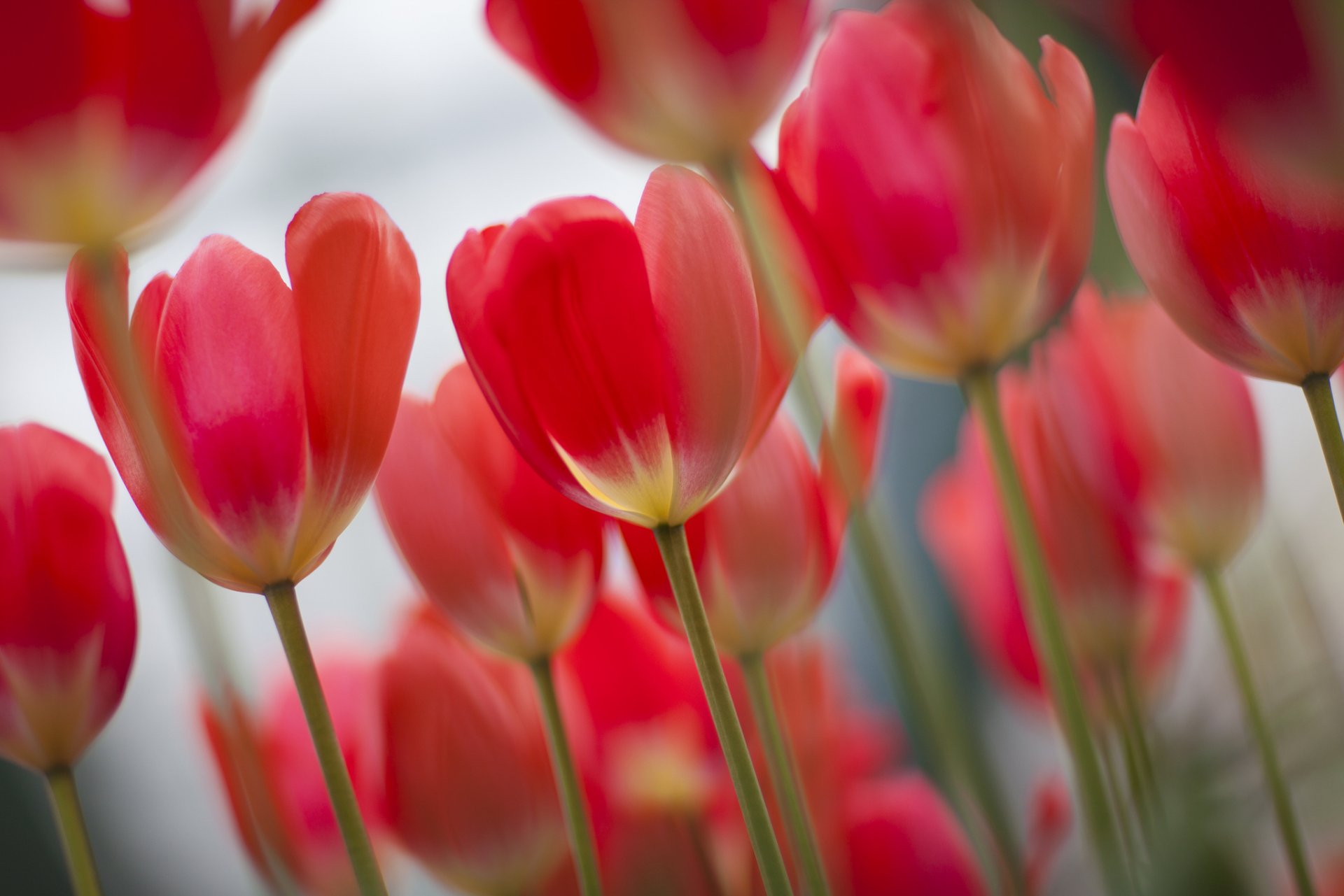 printemps tulipes mise au point beaucoup rose