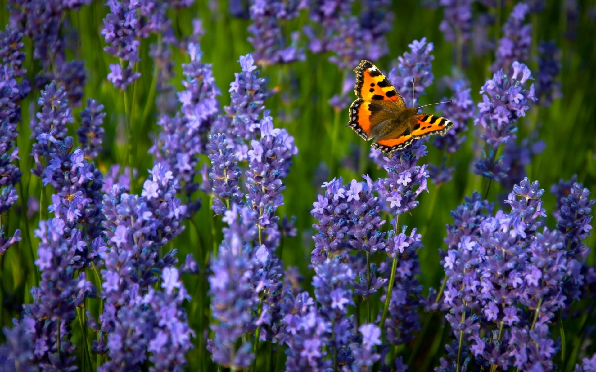 pokrzywka pospolita lawenda motyl