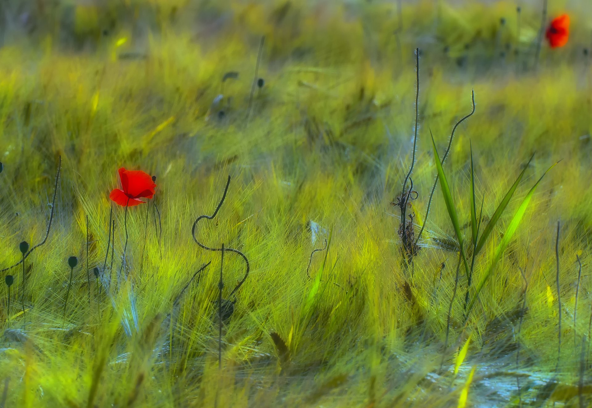 colores amapolas rojos campo verde