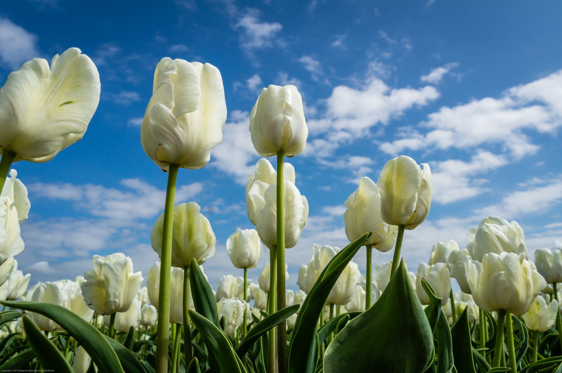 tulipany pąki niebo