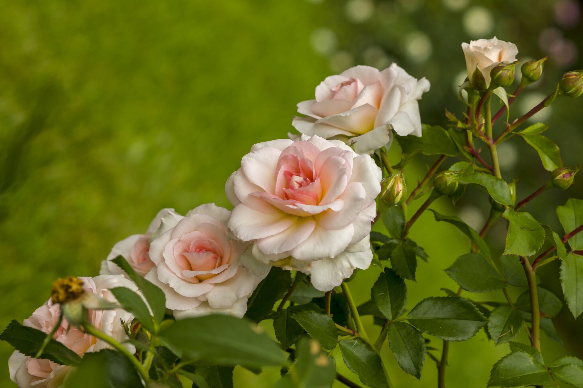 roses bourgeons rangée