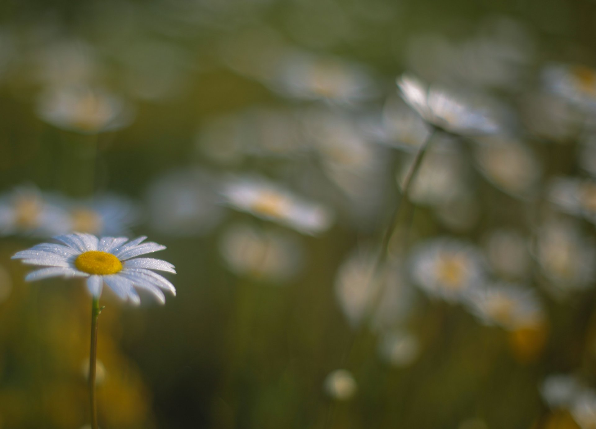 marguerites fleurs champ bokeh flou