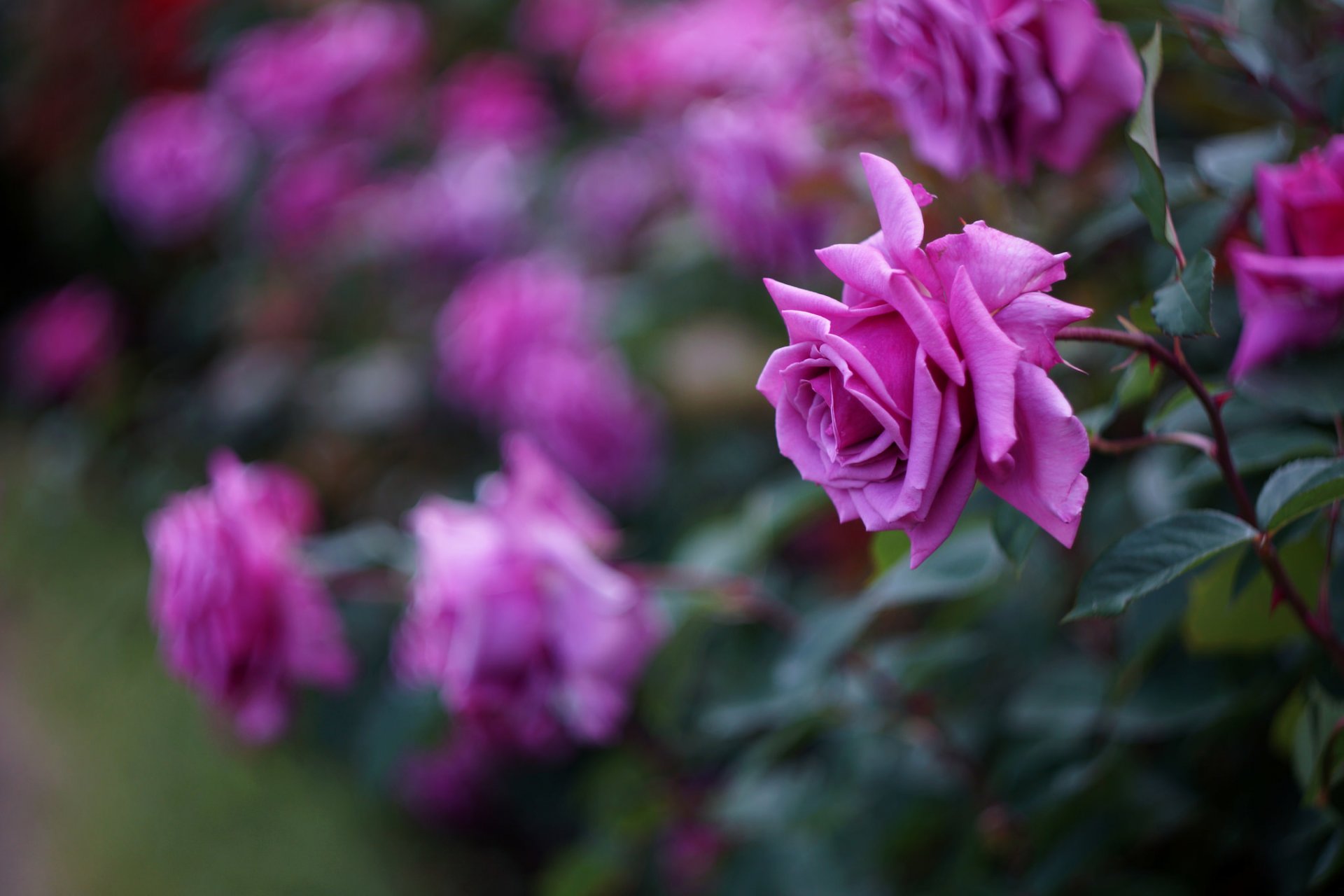 roses crimson flower petals bush close up blur