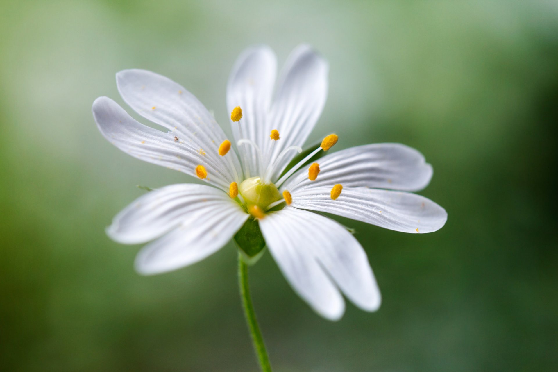 flor blanco macro pétalos