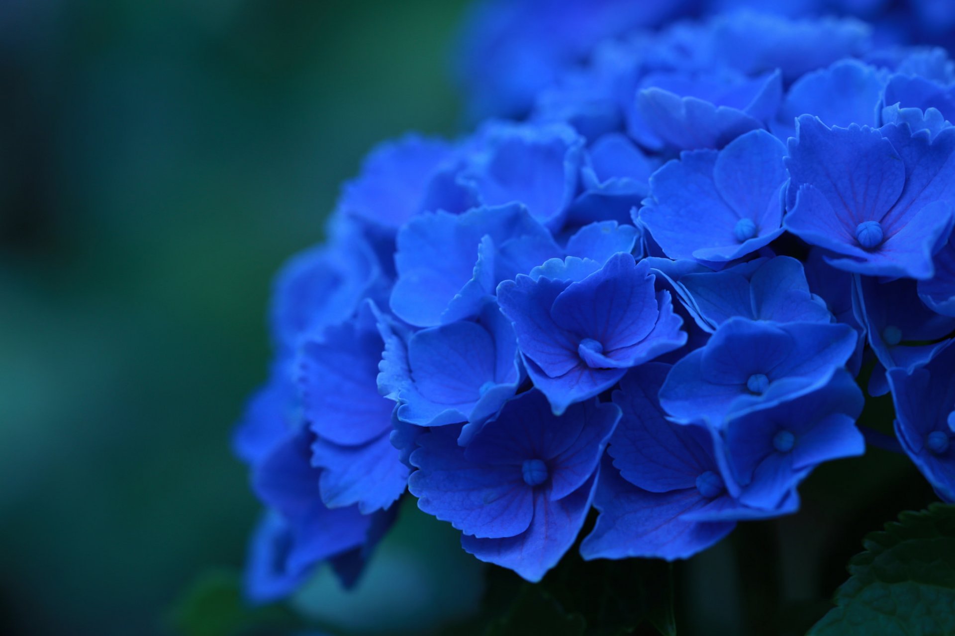 hortensie blau blumen blütenblätter makro