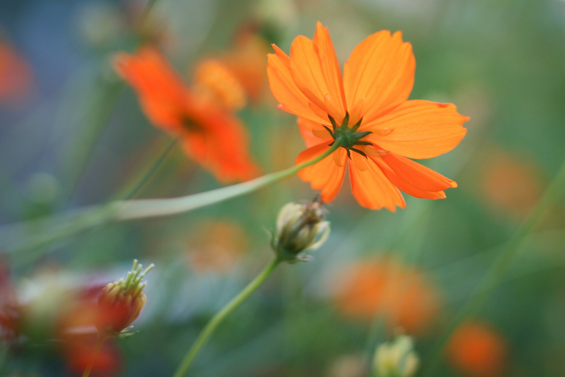 flores naranja flor cosmea fondo