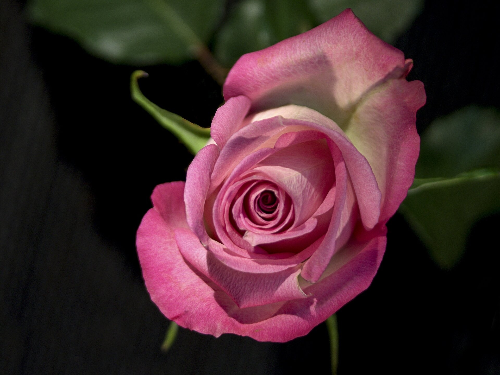 rose knospe makro