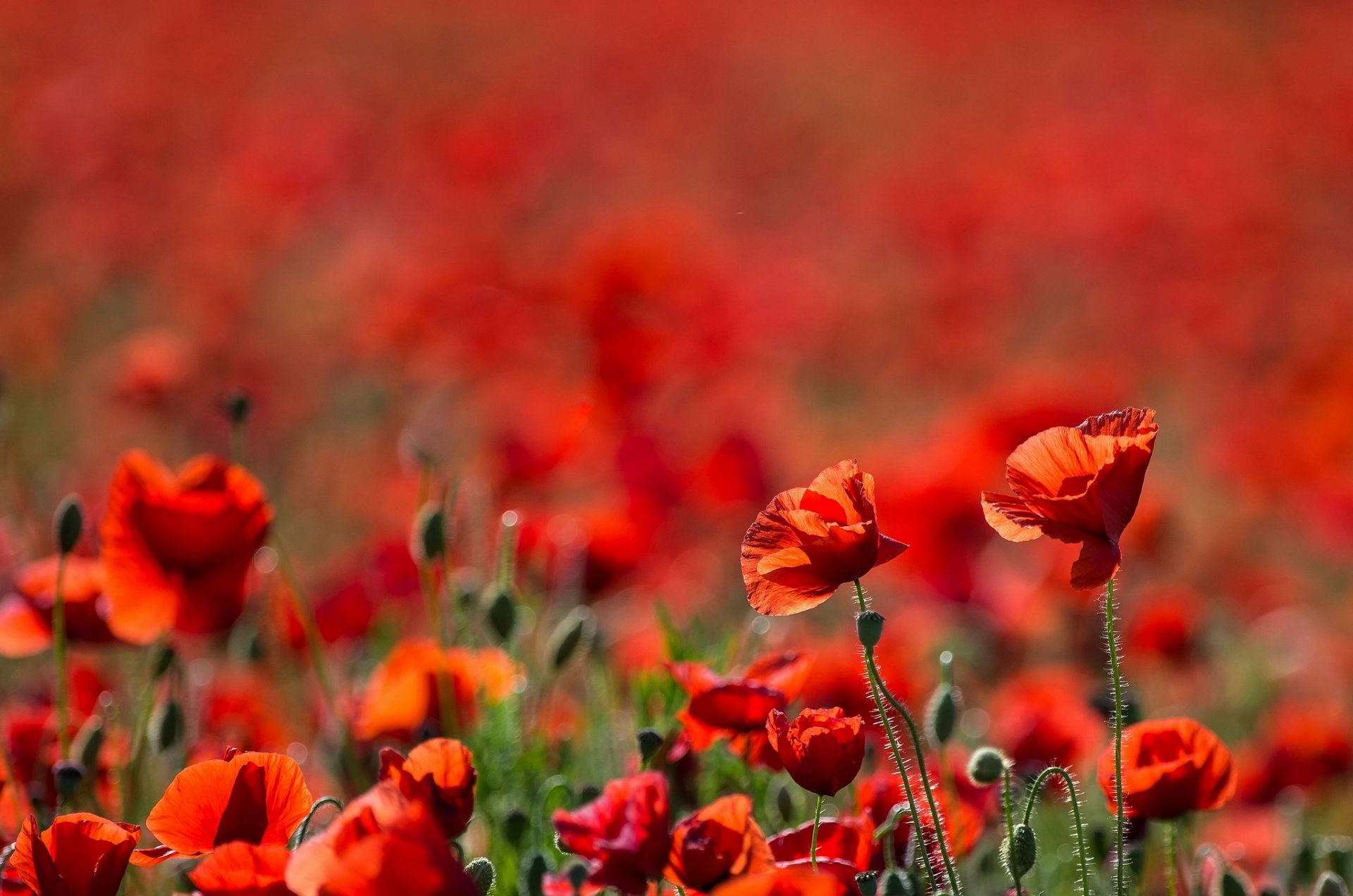 campo amapolas rojos