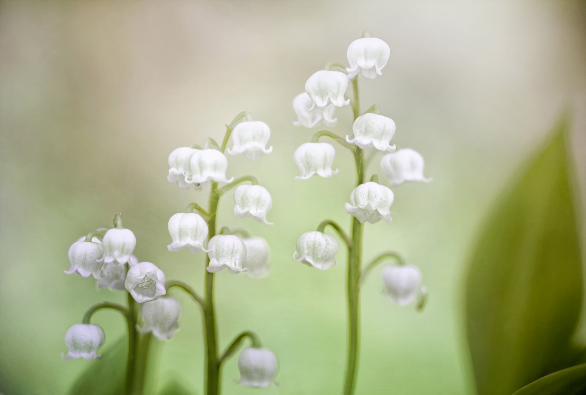 lily of the valley background blur