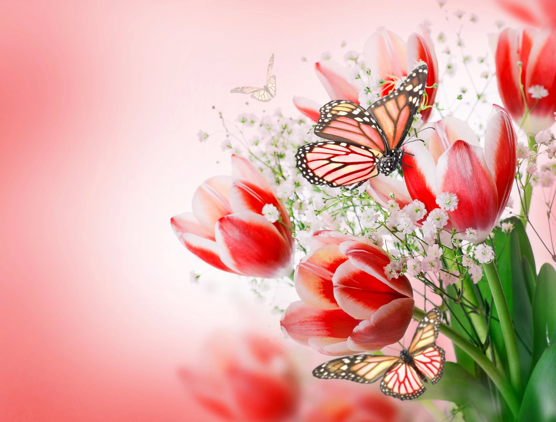 flowers tulips flowers and butterflies pink tulips bouquet butterflies pink tulips butterflie