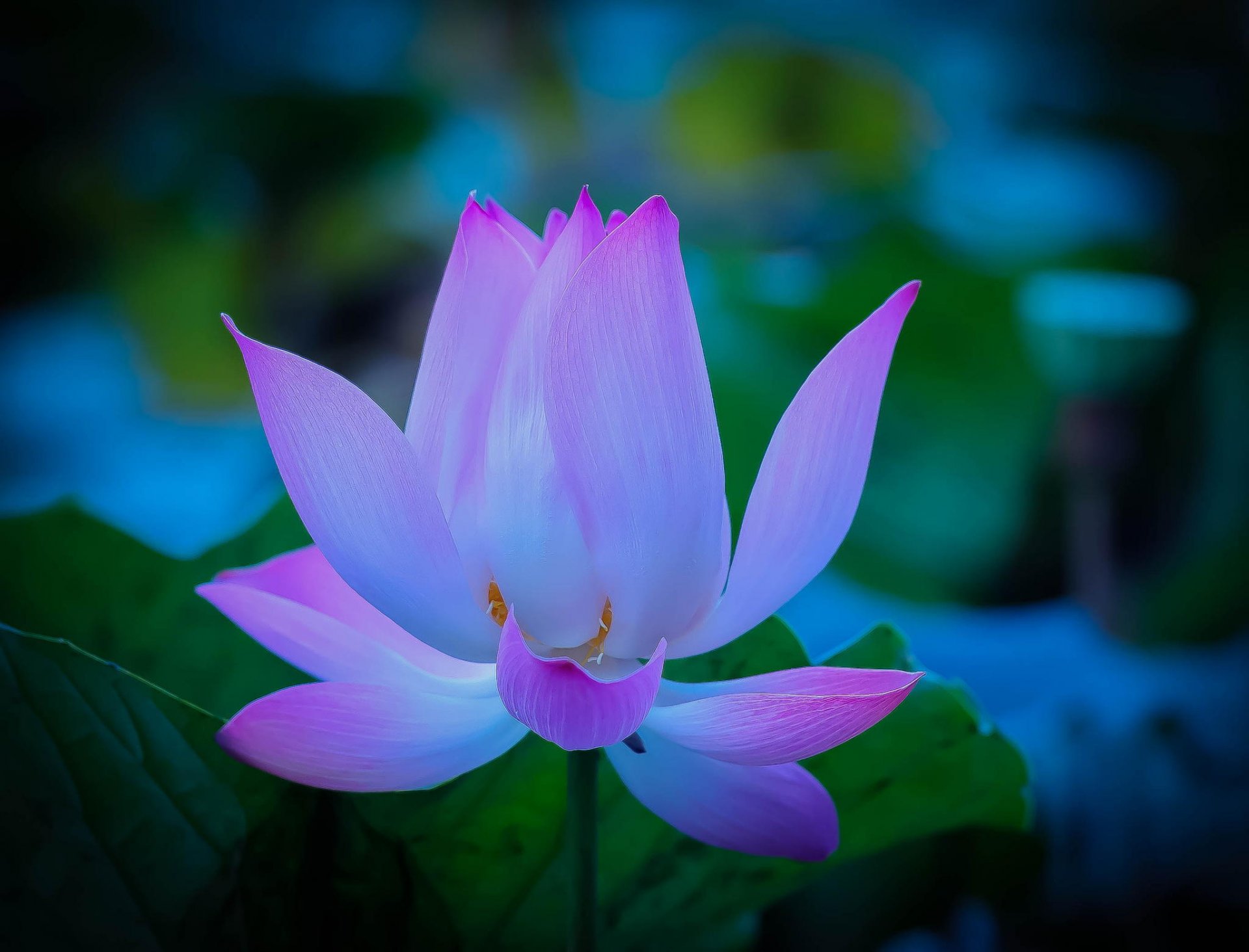 lotus tender petal