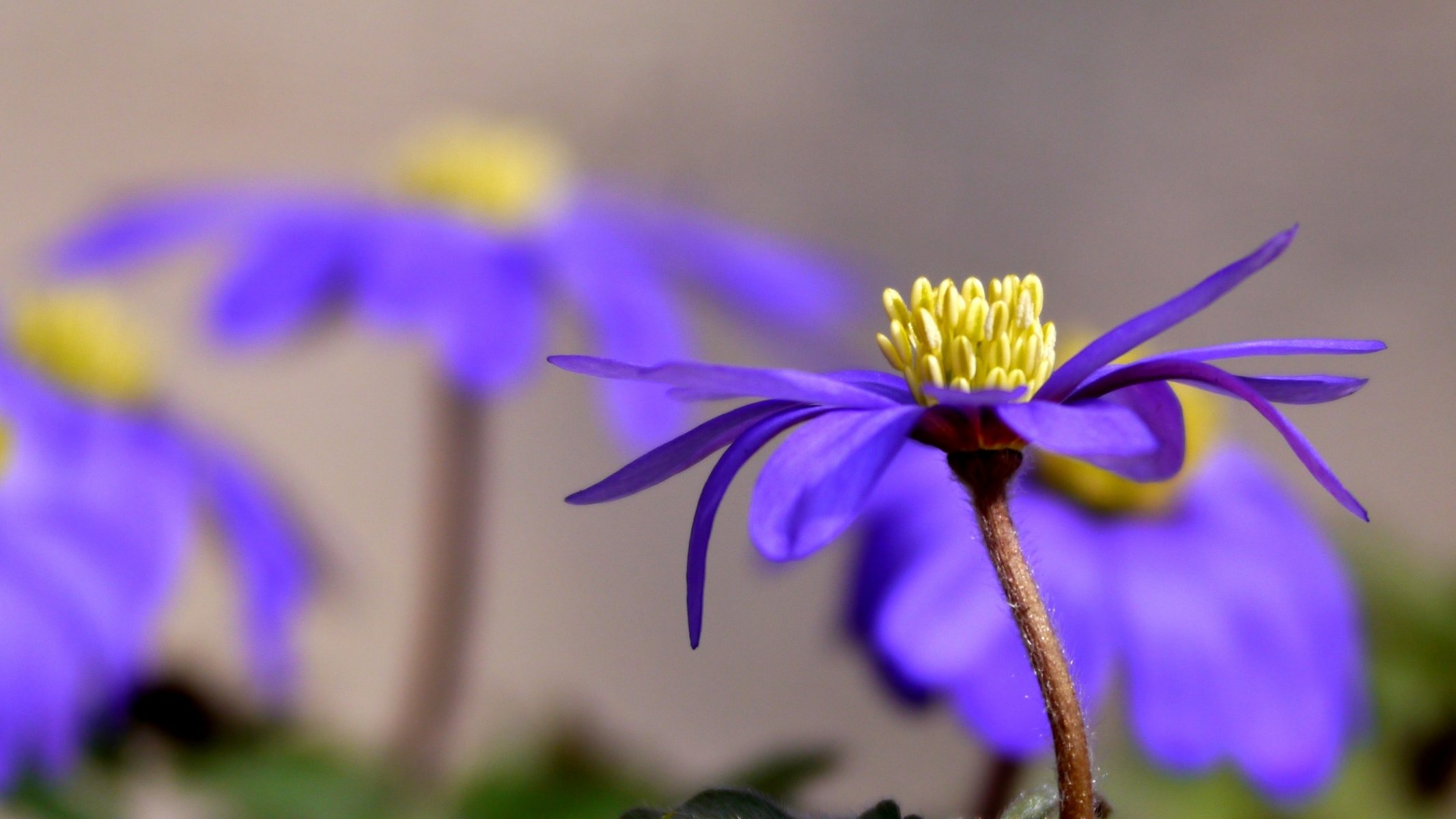 anemone fiore viola petali soleggiato