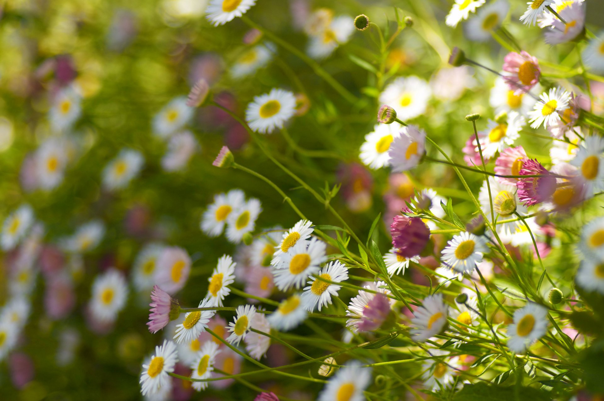 marguerites pétales tiges champ bokeh angle