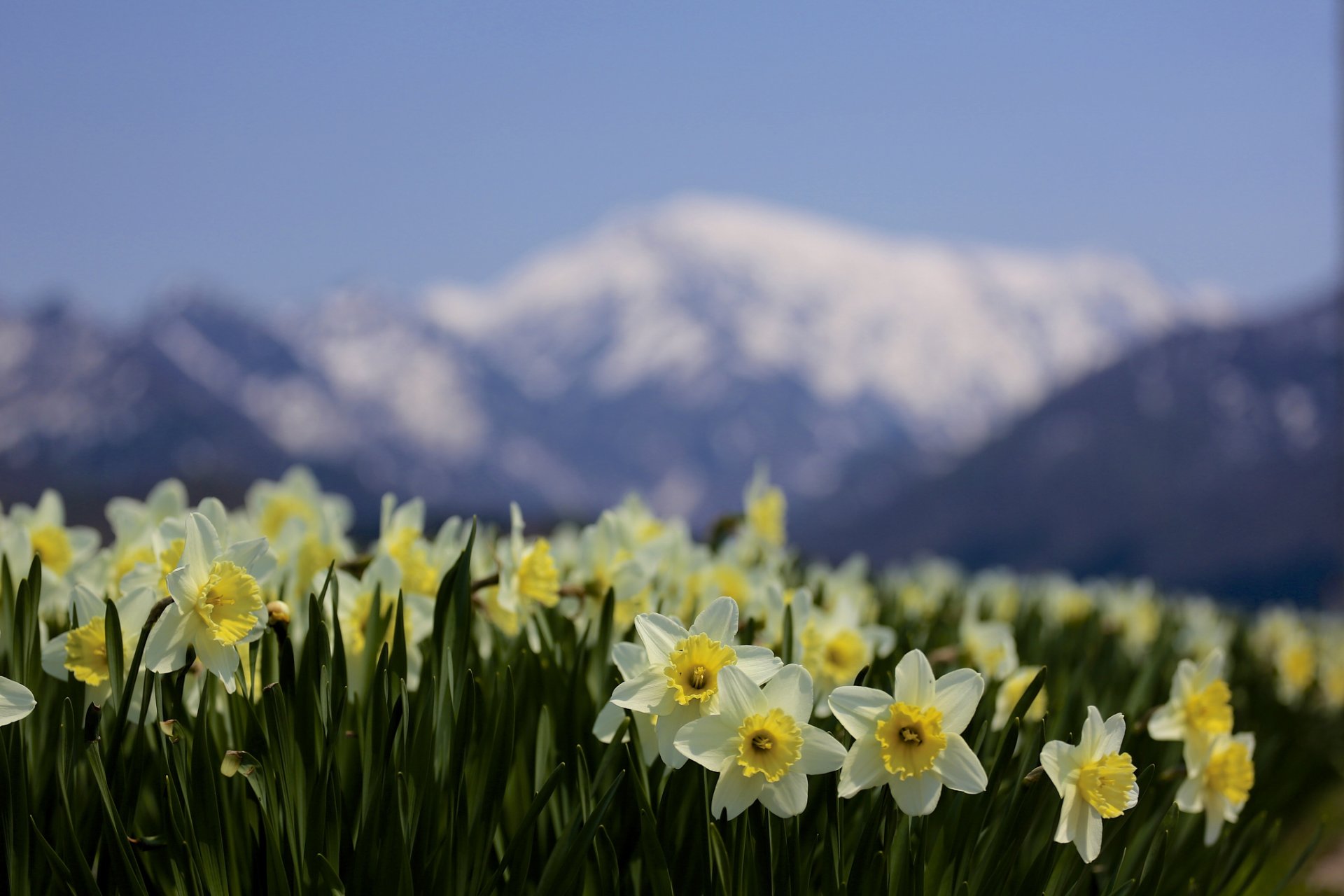 daffodils focus flower mountain blur nature spring