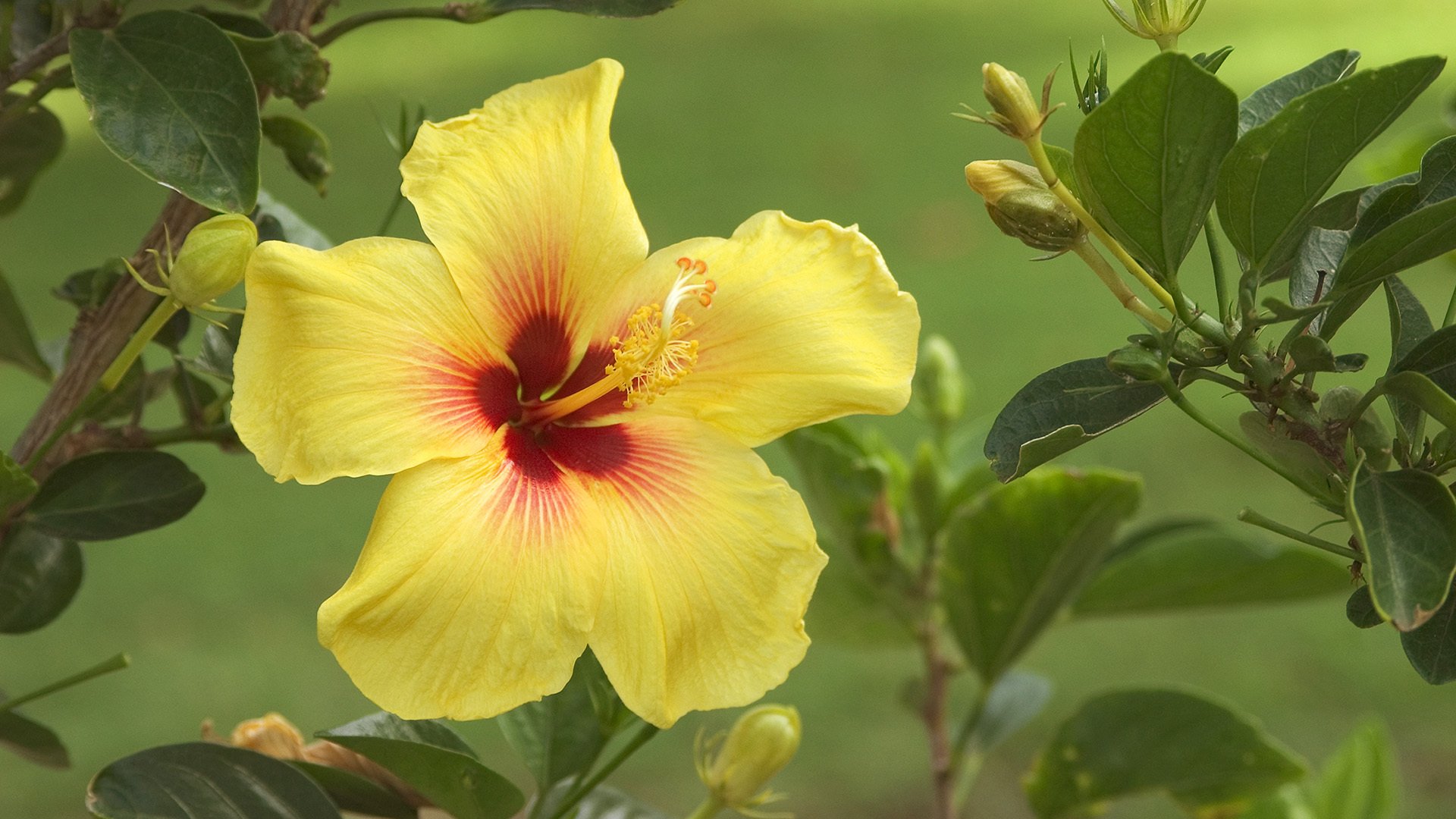 hibiskus pąki liście