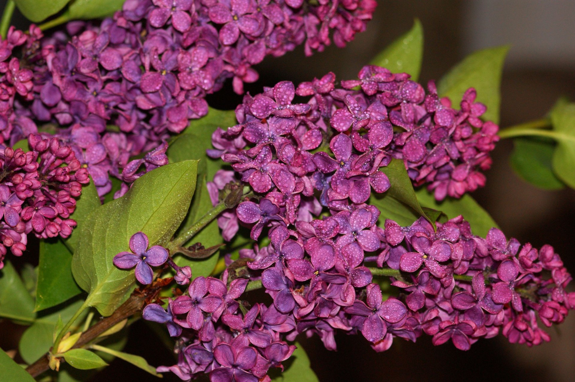 lila inflorescencias macro hojas rama