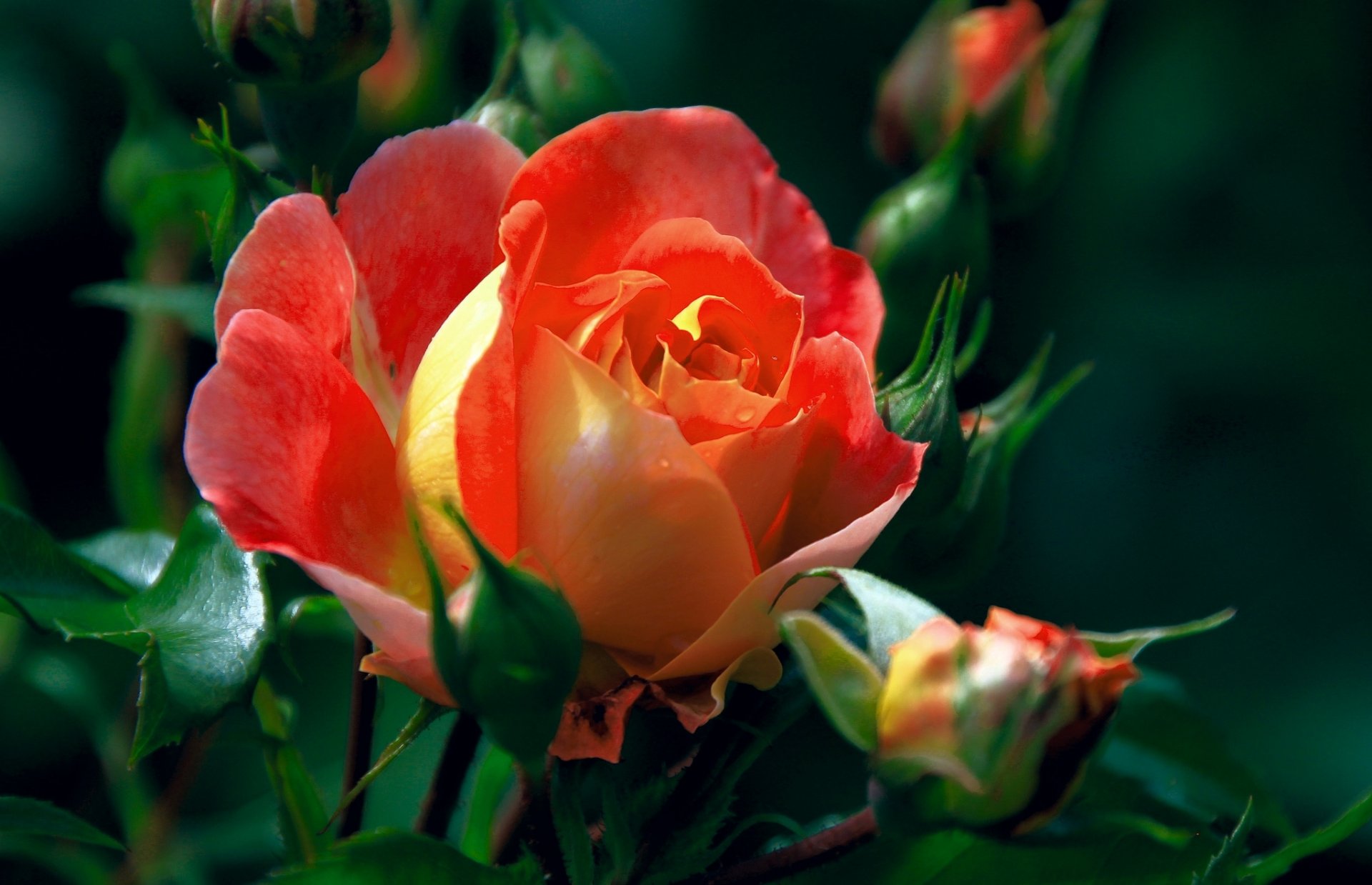 rose buds close up