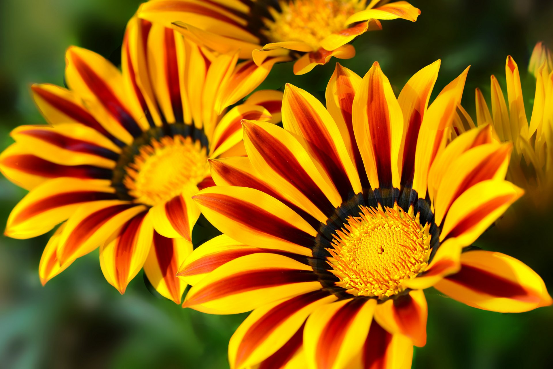 gazania macro pétales