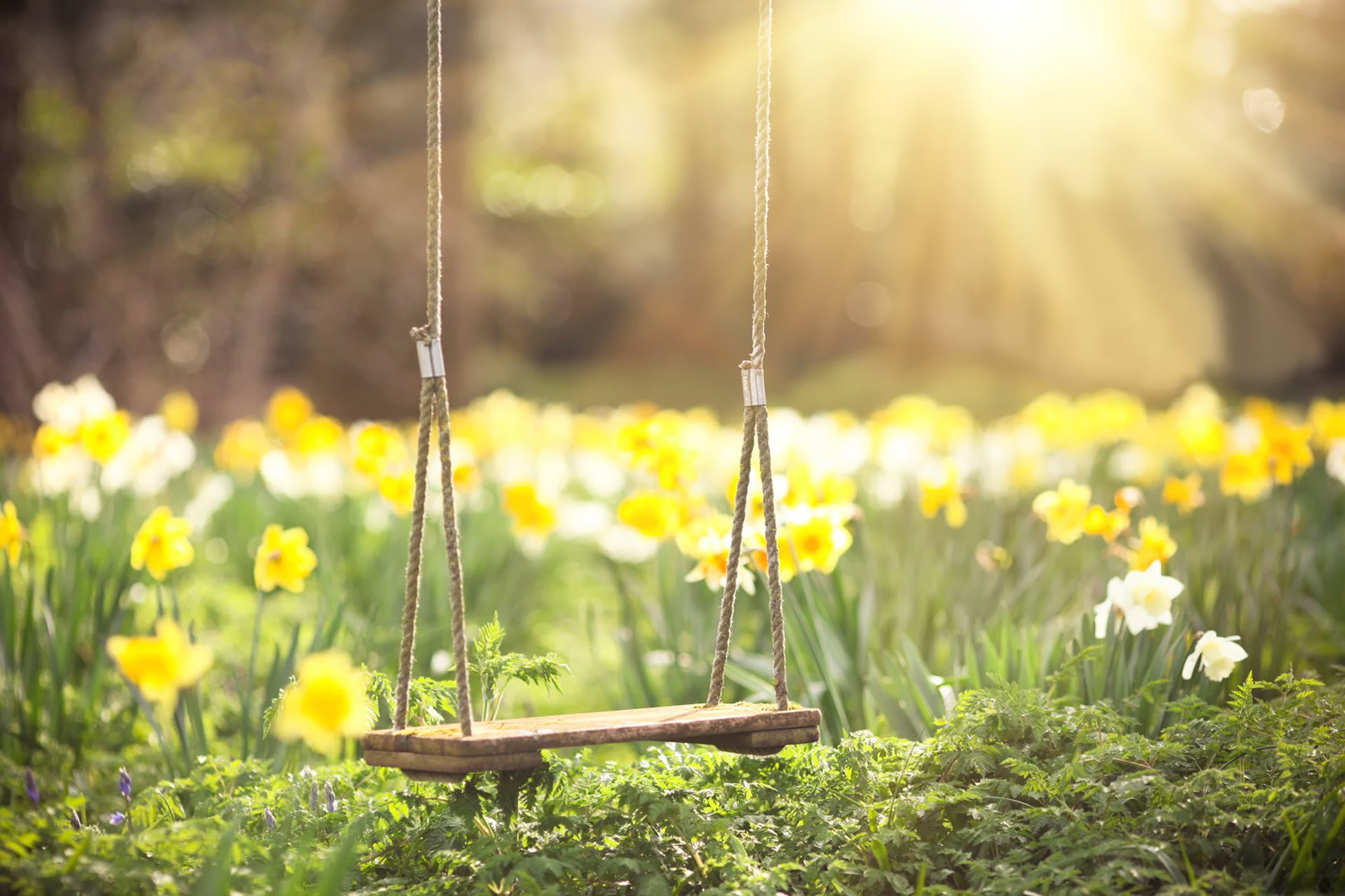 daffodils flower green swing spring sun rays blur