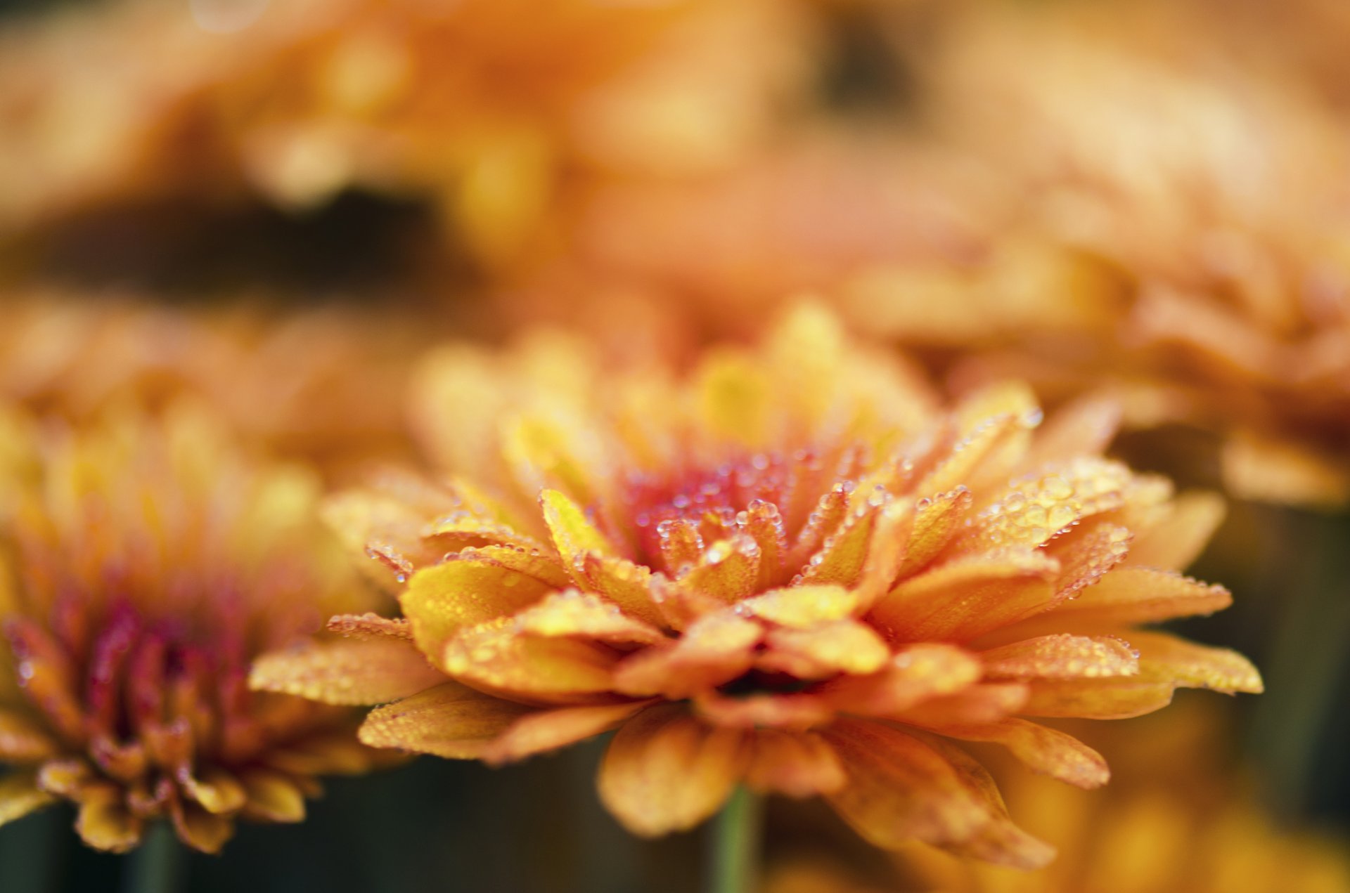 fiori crisantemi macro rugiada gocce acqua