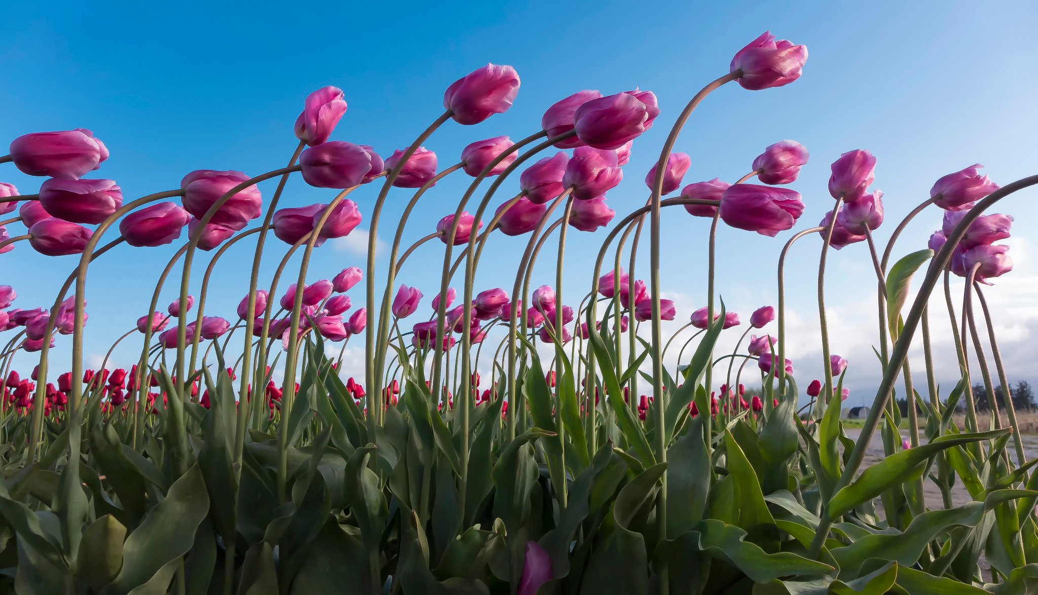 tulipani inclinazione molto