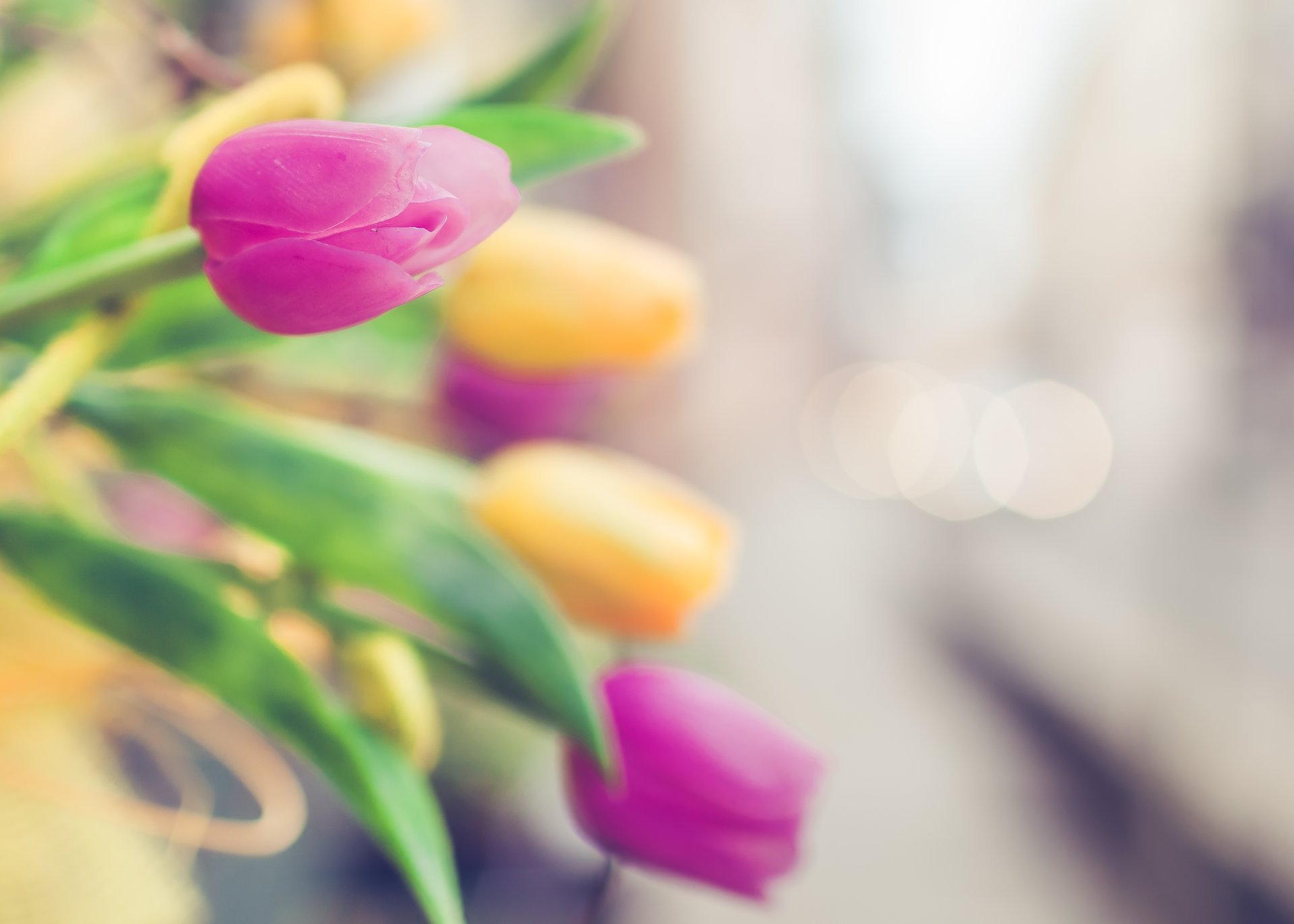 tulipanes rosa amarillo bokeh enfoque desenfoque