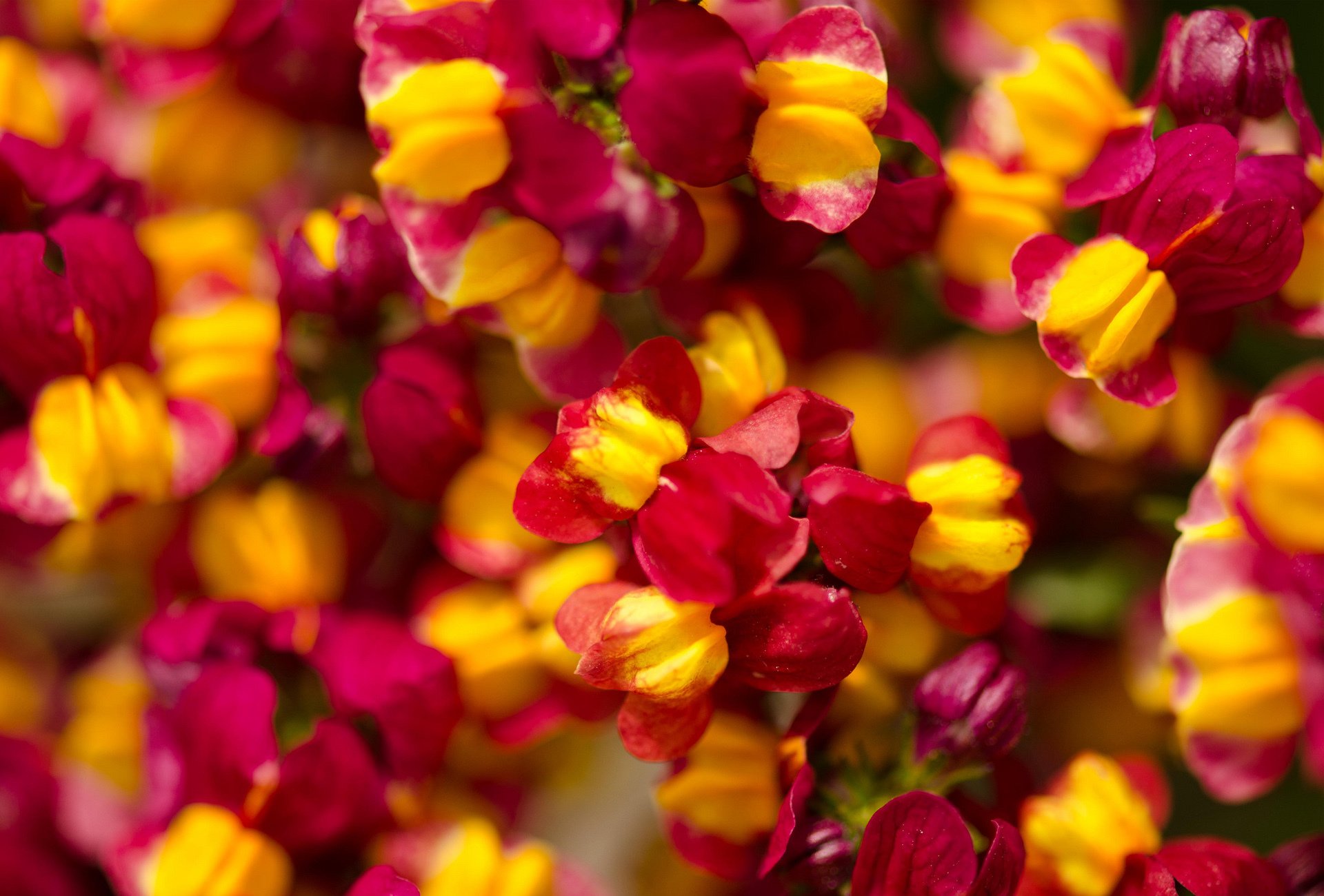 fleurs petits lumineux nature beaucoup