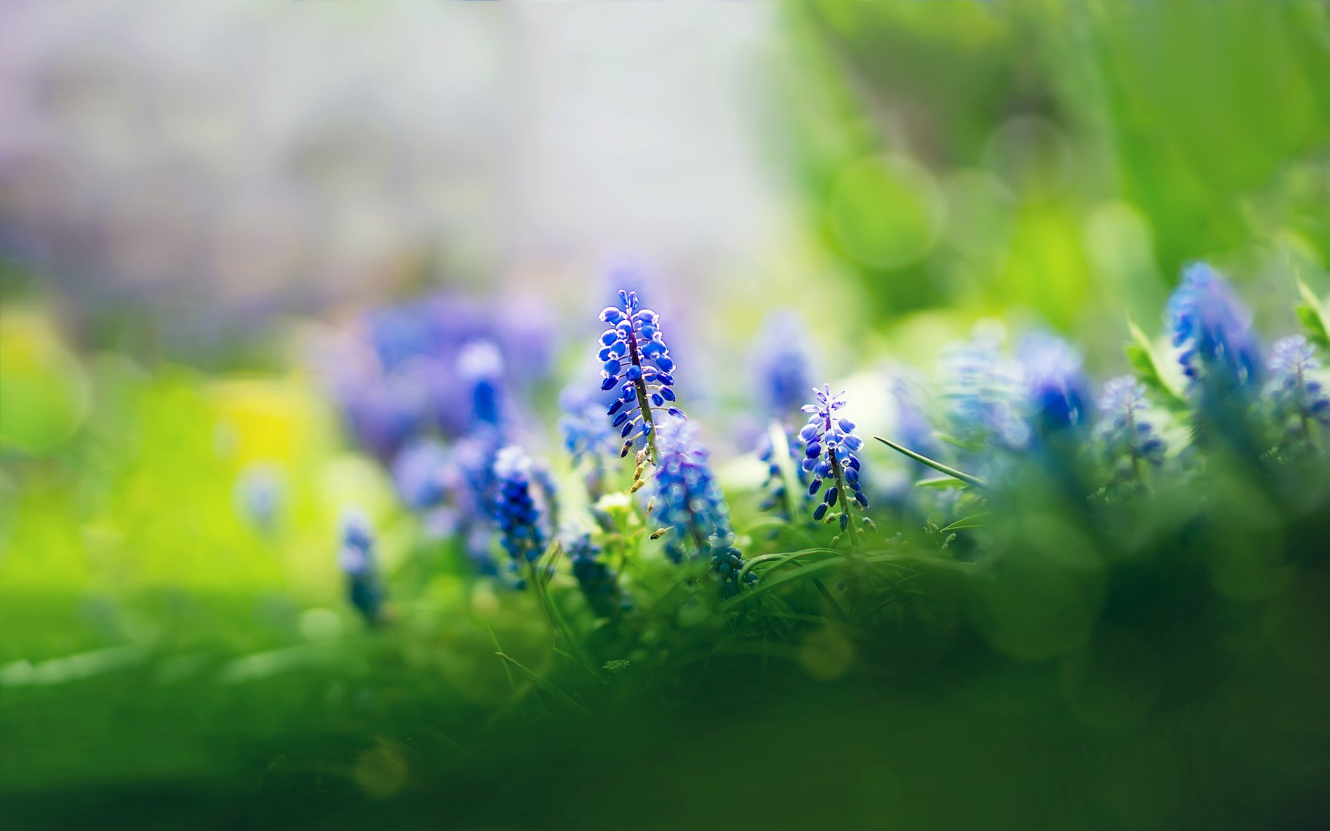 muscari blumen blau fokus gras